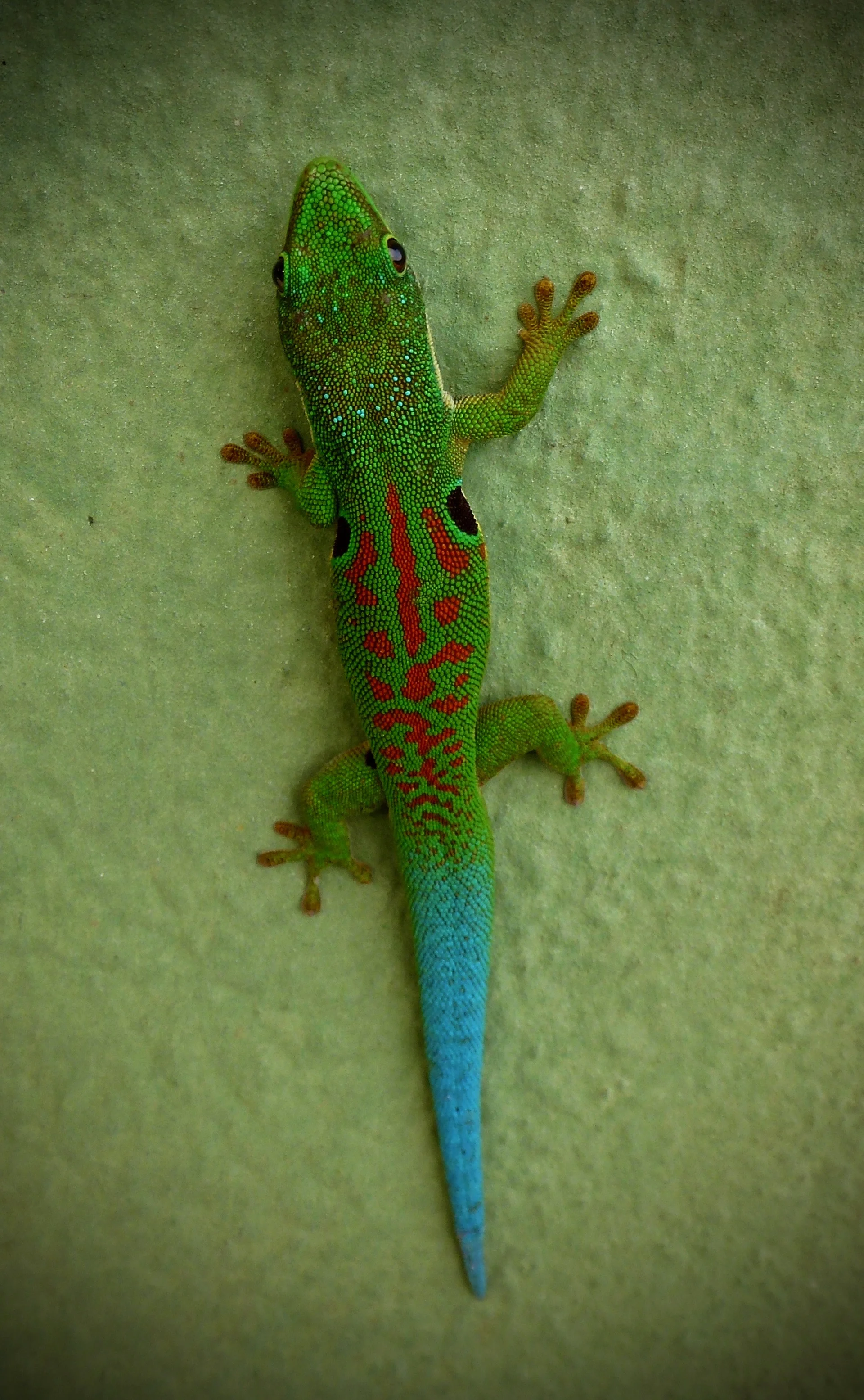 Peacock Day Gecko (Phelsuma quadriocellata). Ranomafana.