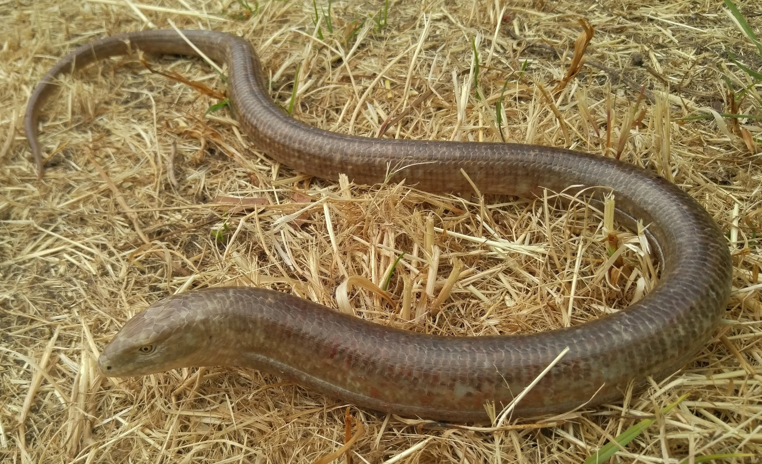 legless.jpg