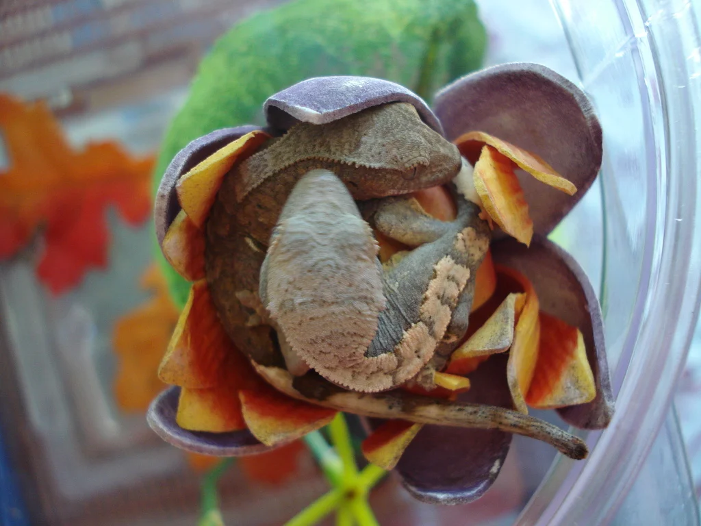 crestedgecko.jpg