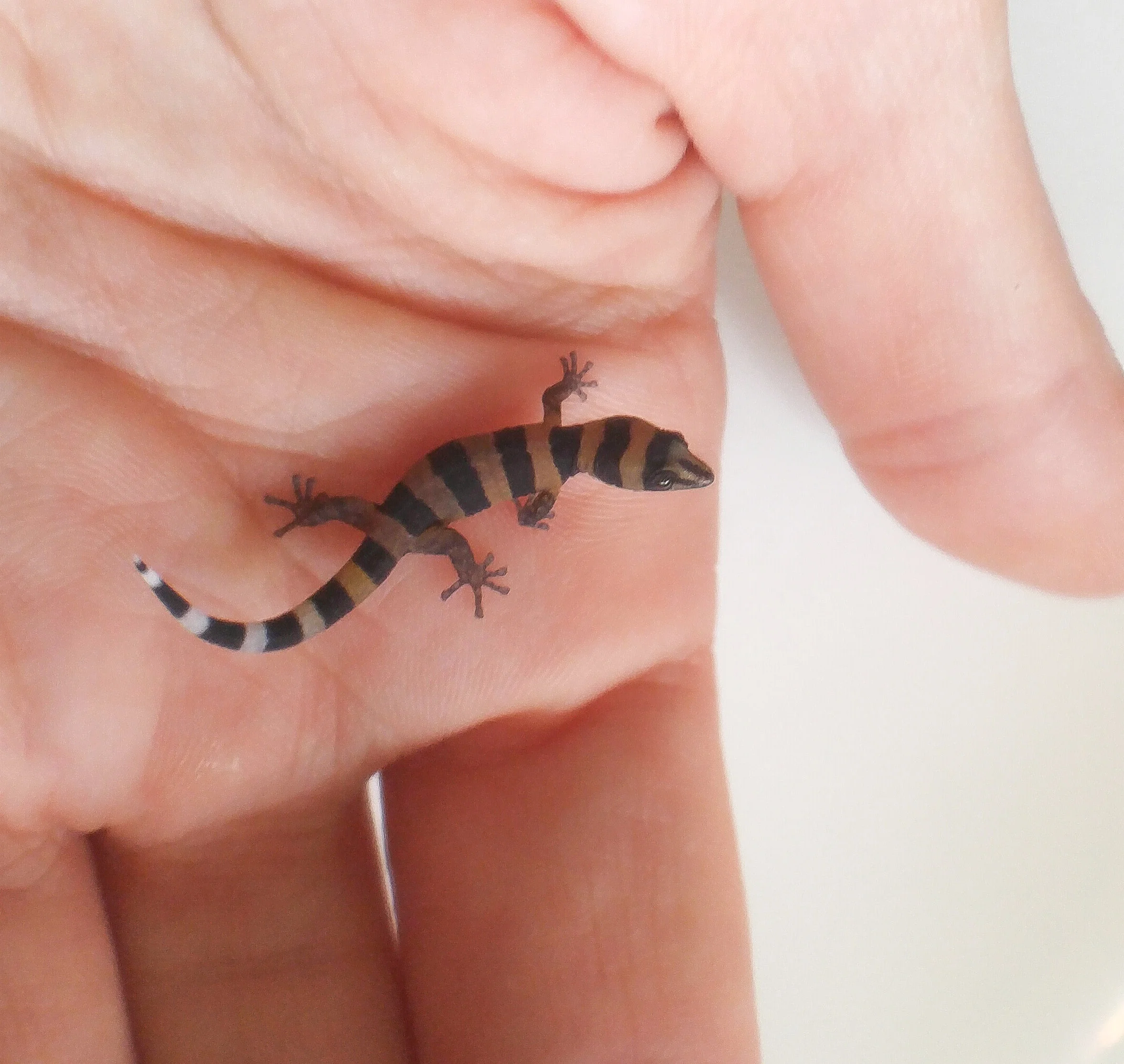 Hatchling coloration.
