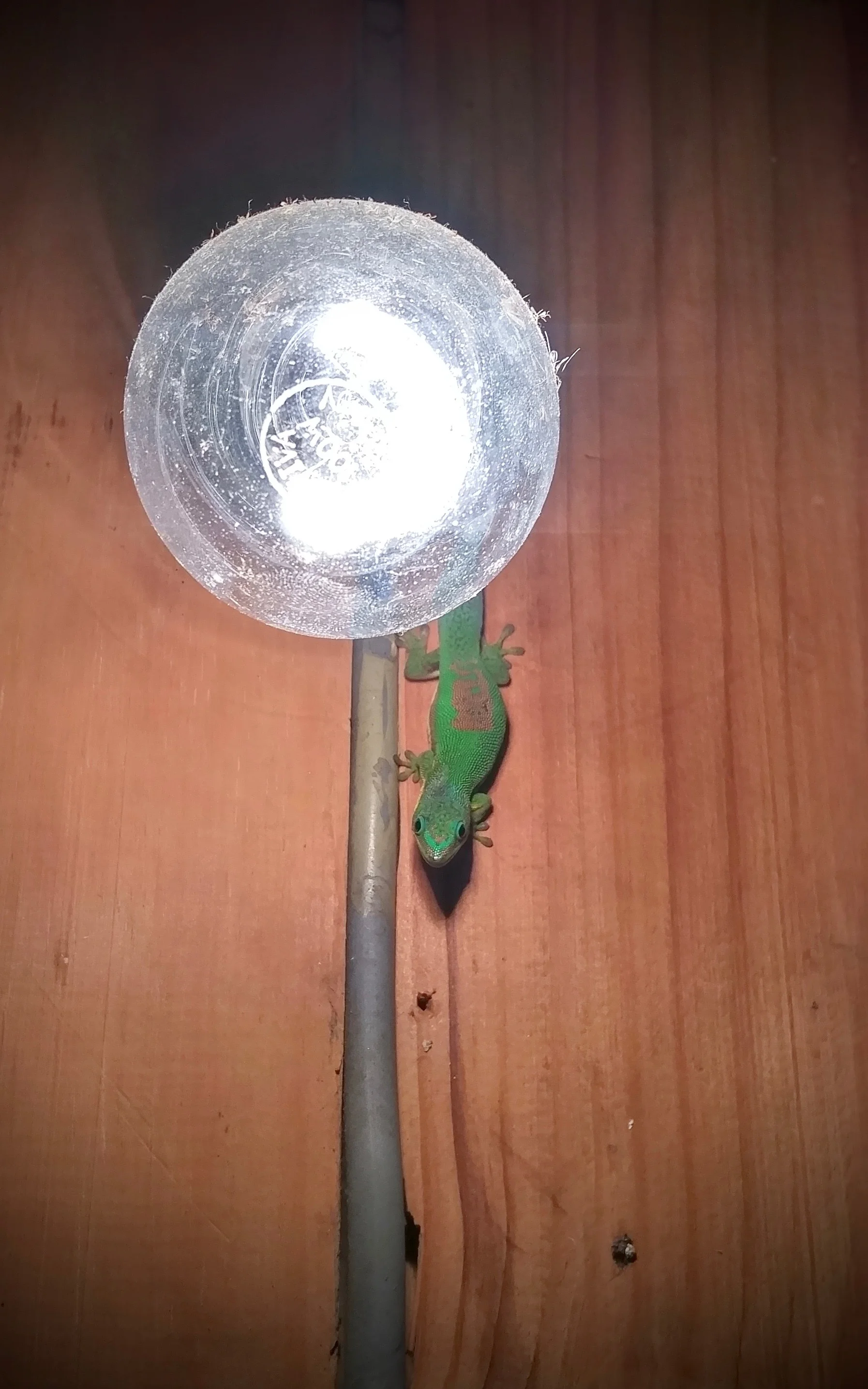 20161206_174337_HDR.jpg