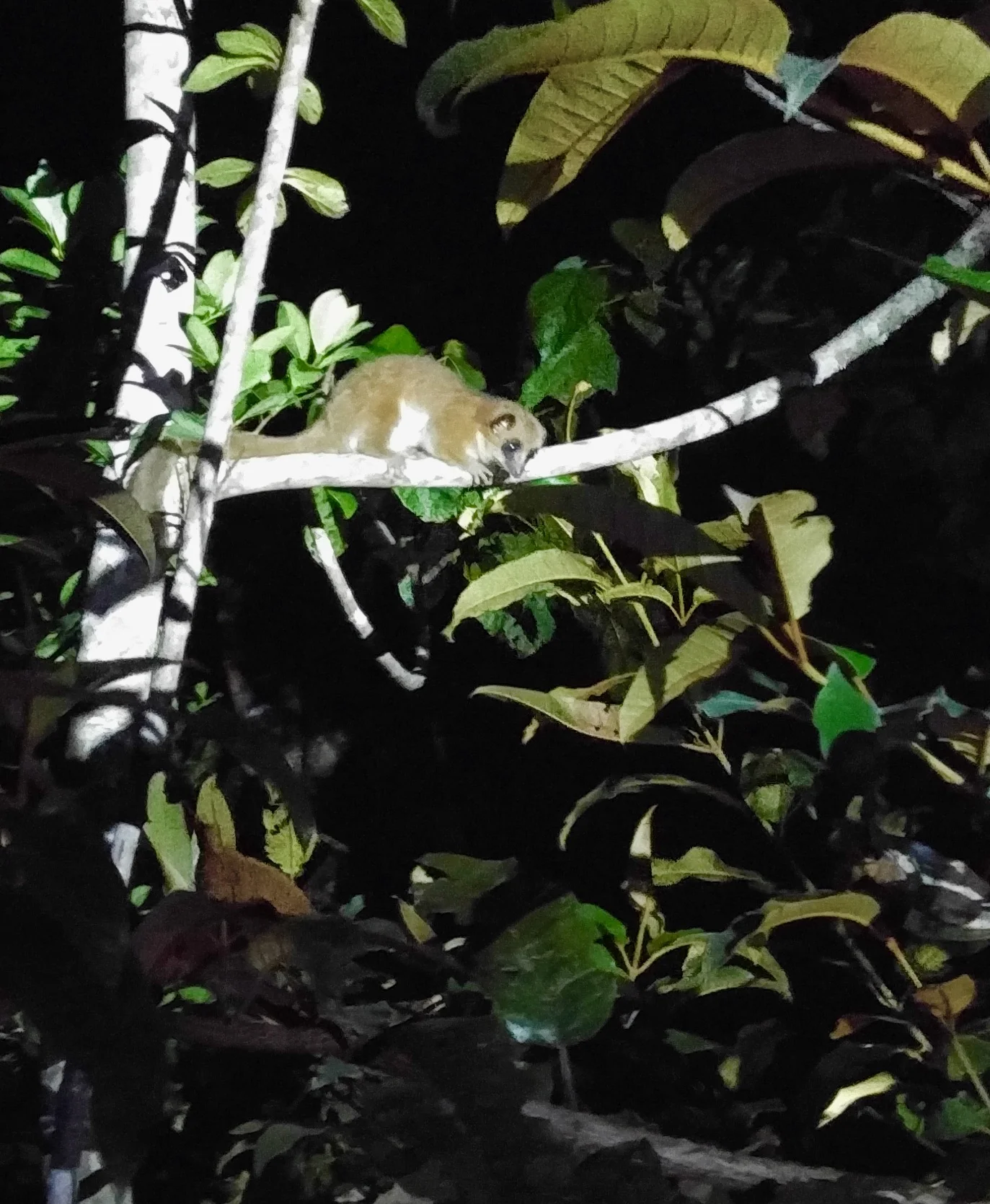 A nocturnal lemur was the audience at night.