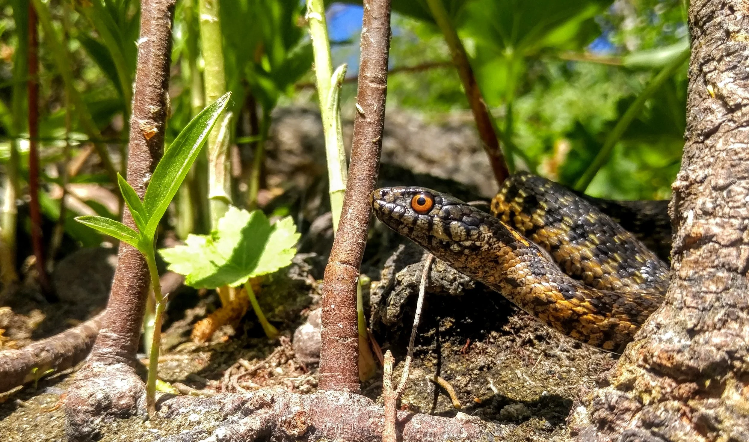 sierragartersnake.jpg