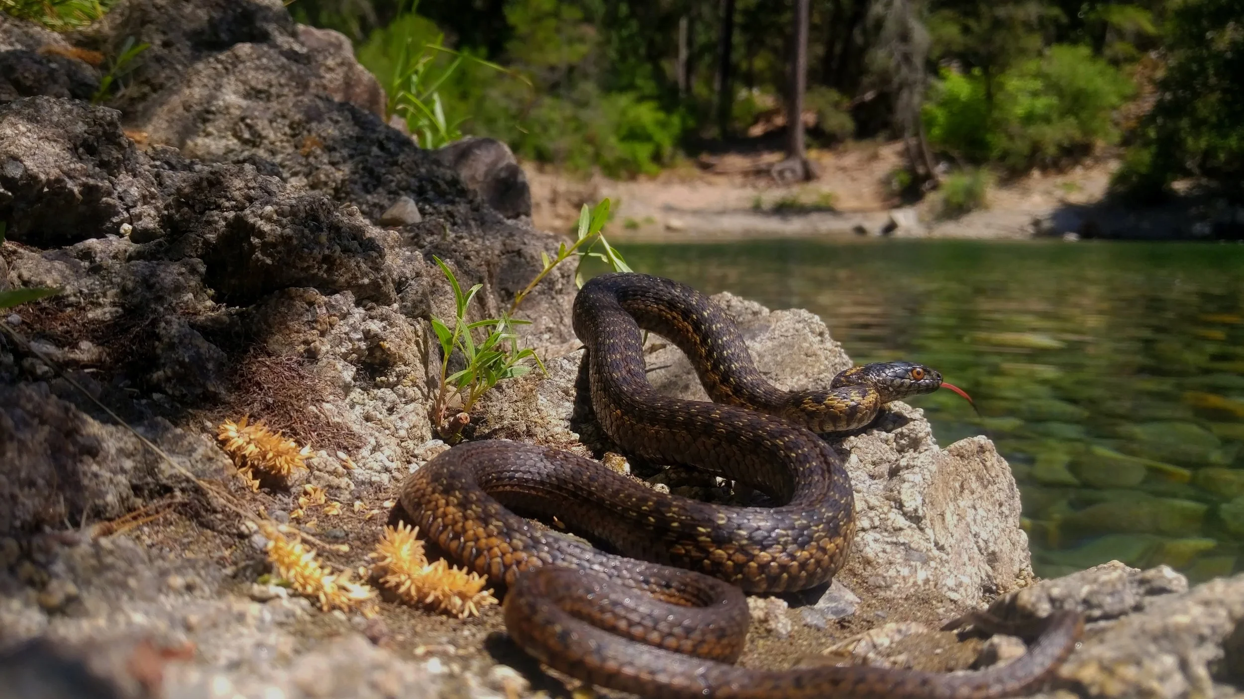 sierragartersnake.jpg