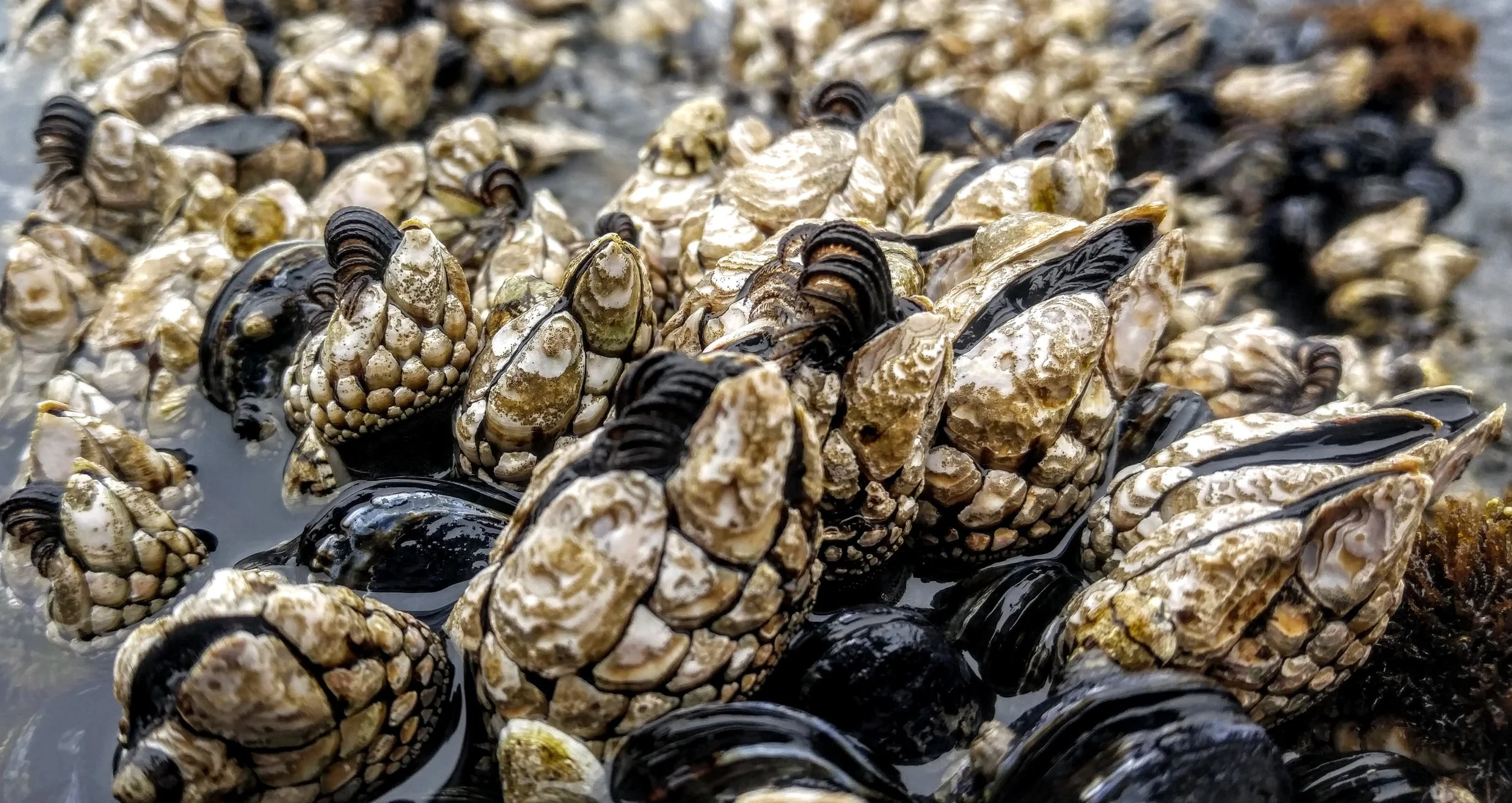 Barnacles catching plankton.