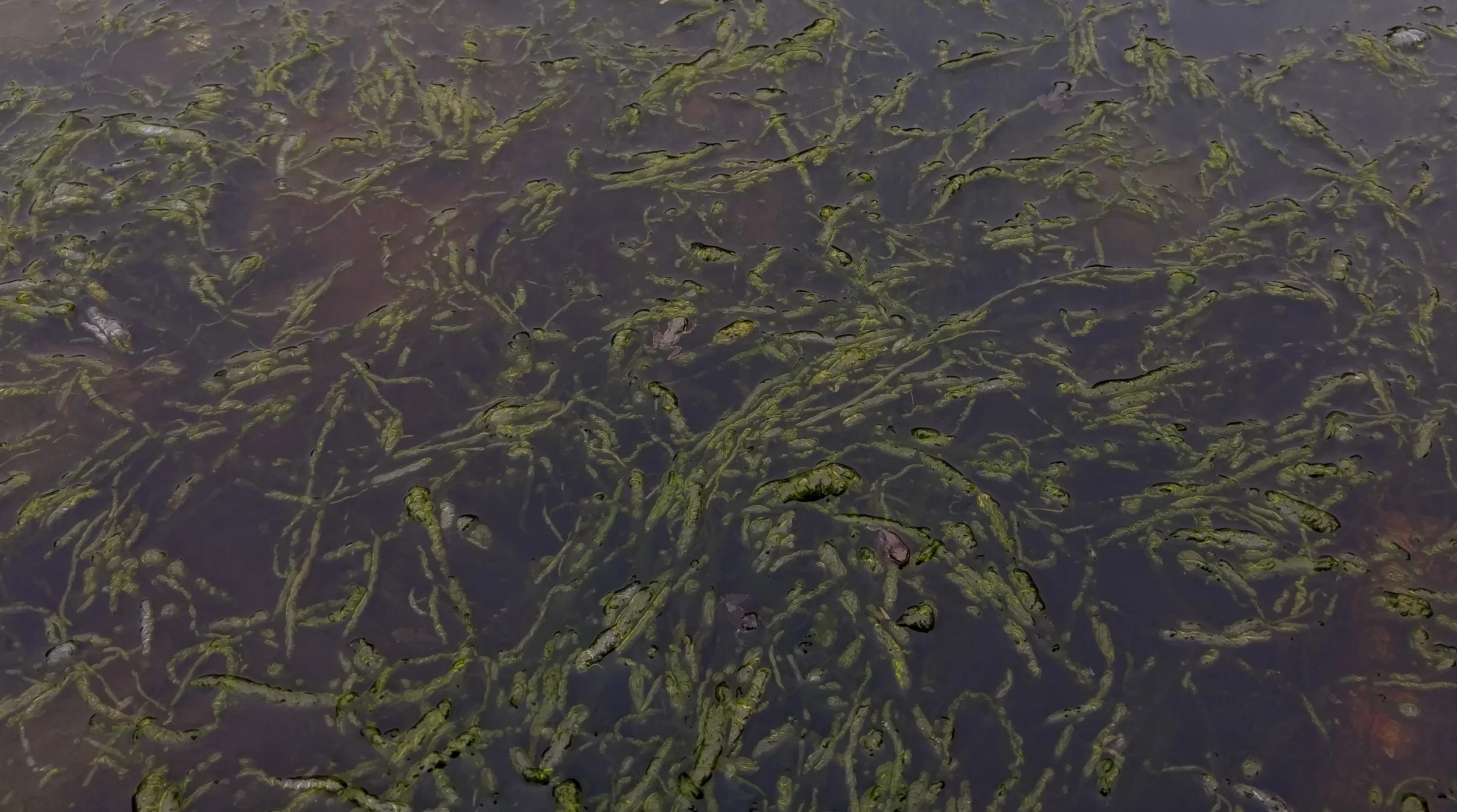 How many frogs can you spot here?