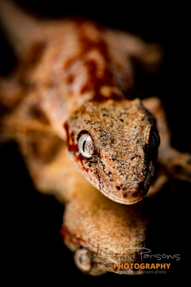 Gargoyle geckos_5.jpg