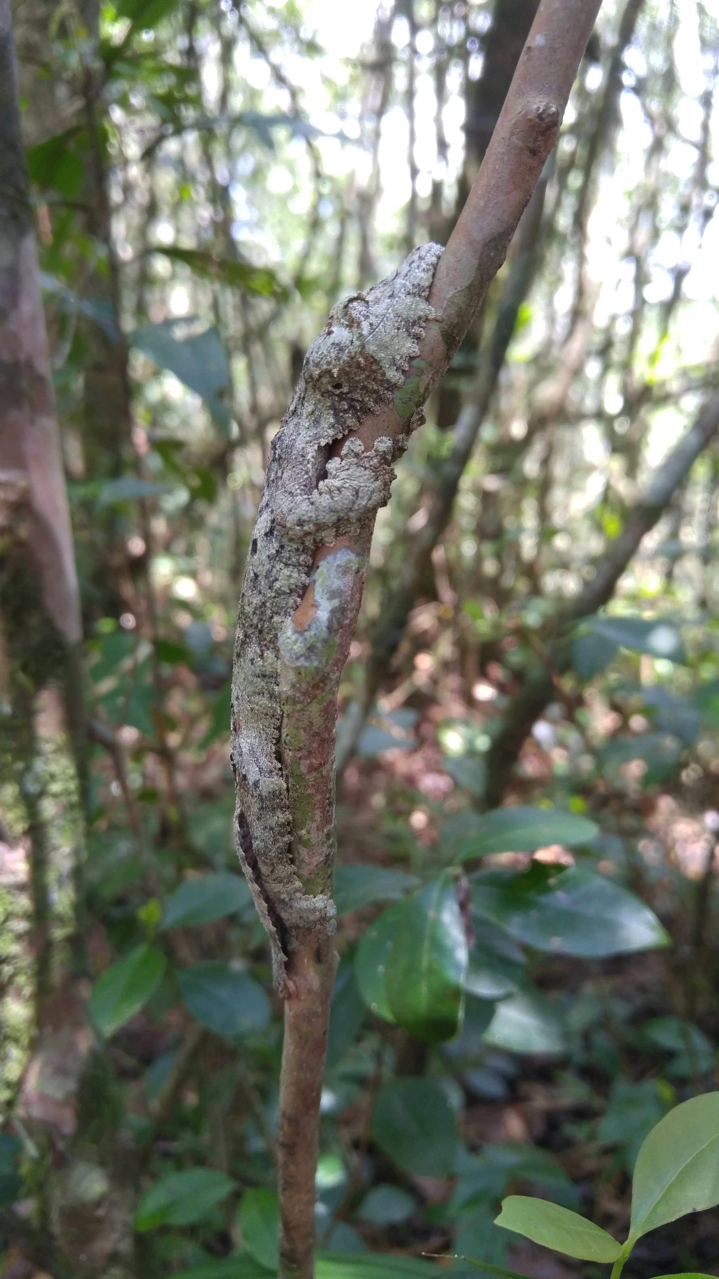 Uroplatus sikorae or Uroplatus sameiti in Ranomafana National Park. It’s nearly impossible to tell these two species apart without seeing the inside of their mouth.
