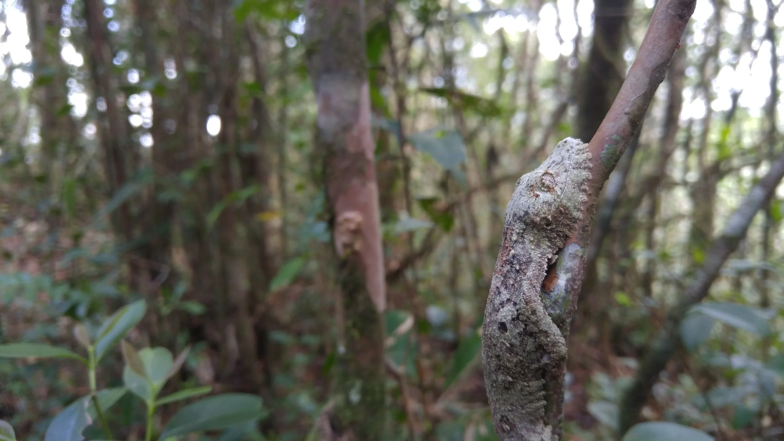 Uroplatus spp.