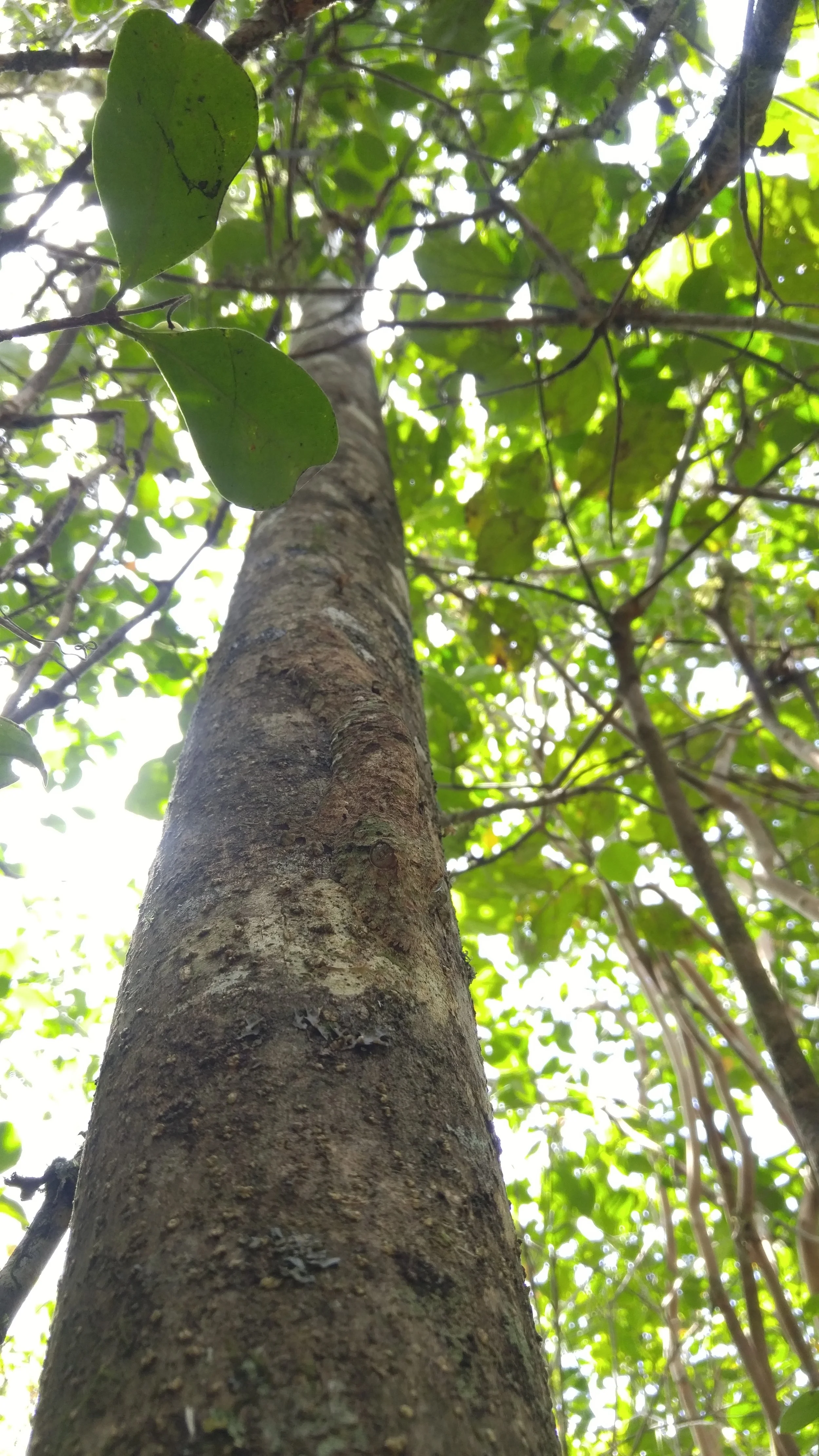 Several hours into the jungle our amazing guide found this leaf-tailed gecko. Can you spot and ID this species of the Uroplatus ?