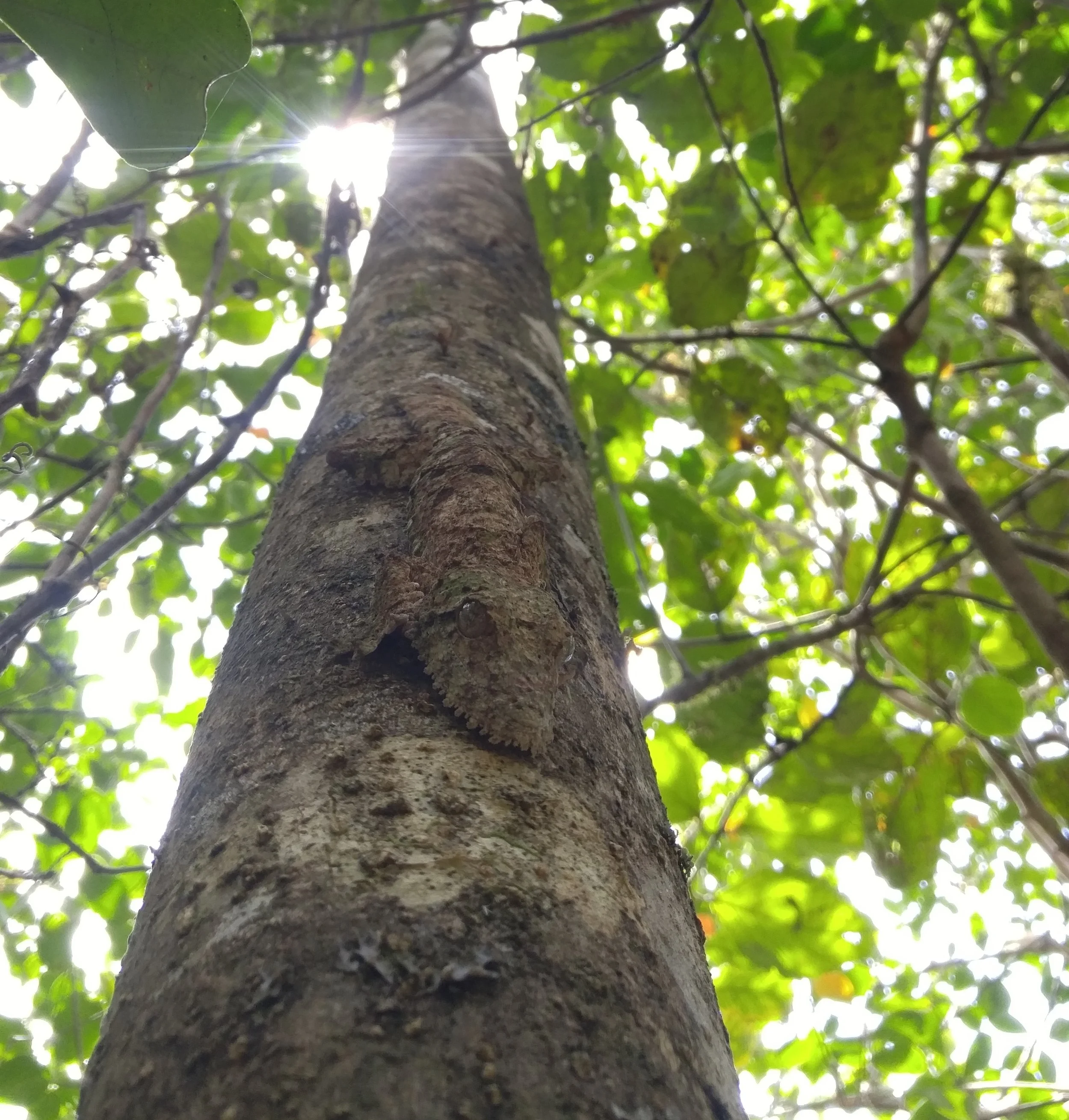 Can you see it now? This is Uroplatus fimbiriatus , also in Ranomafana National Park.