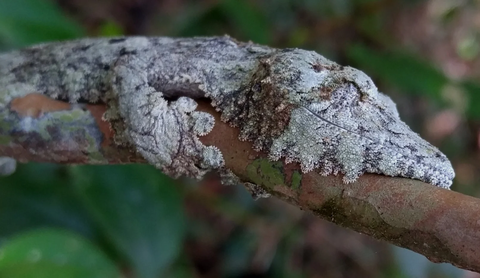 Leaf-tail geckos, Uroplatus , are an incredible group of geckos that have evolved ultimate camouflage to avoid predation while they sleep during the day.