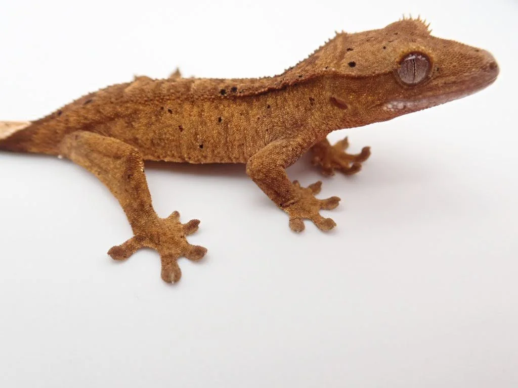 crested gecko shop