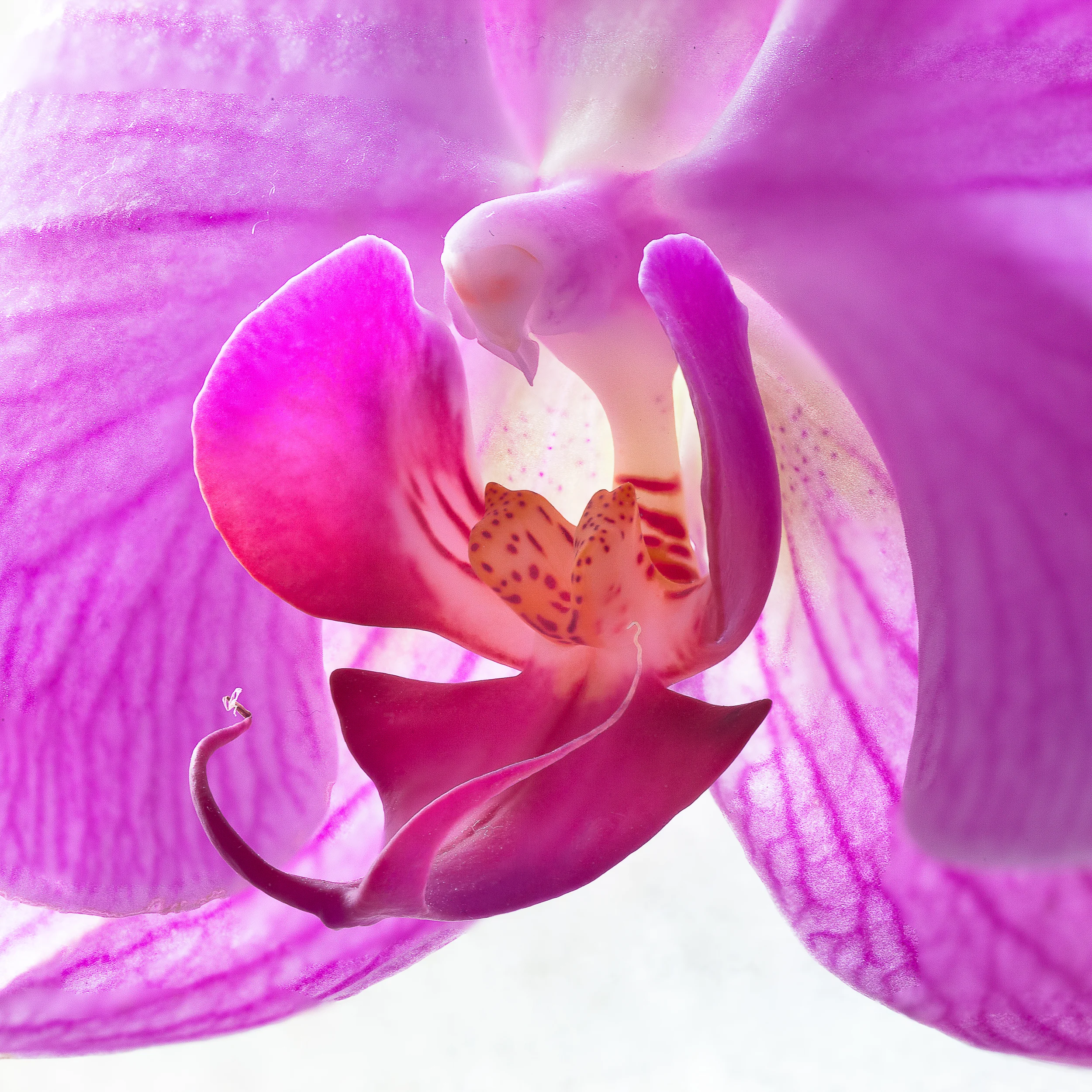 Orchid DoF-6948-Edit-Edit.jpg