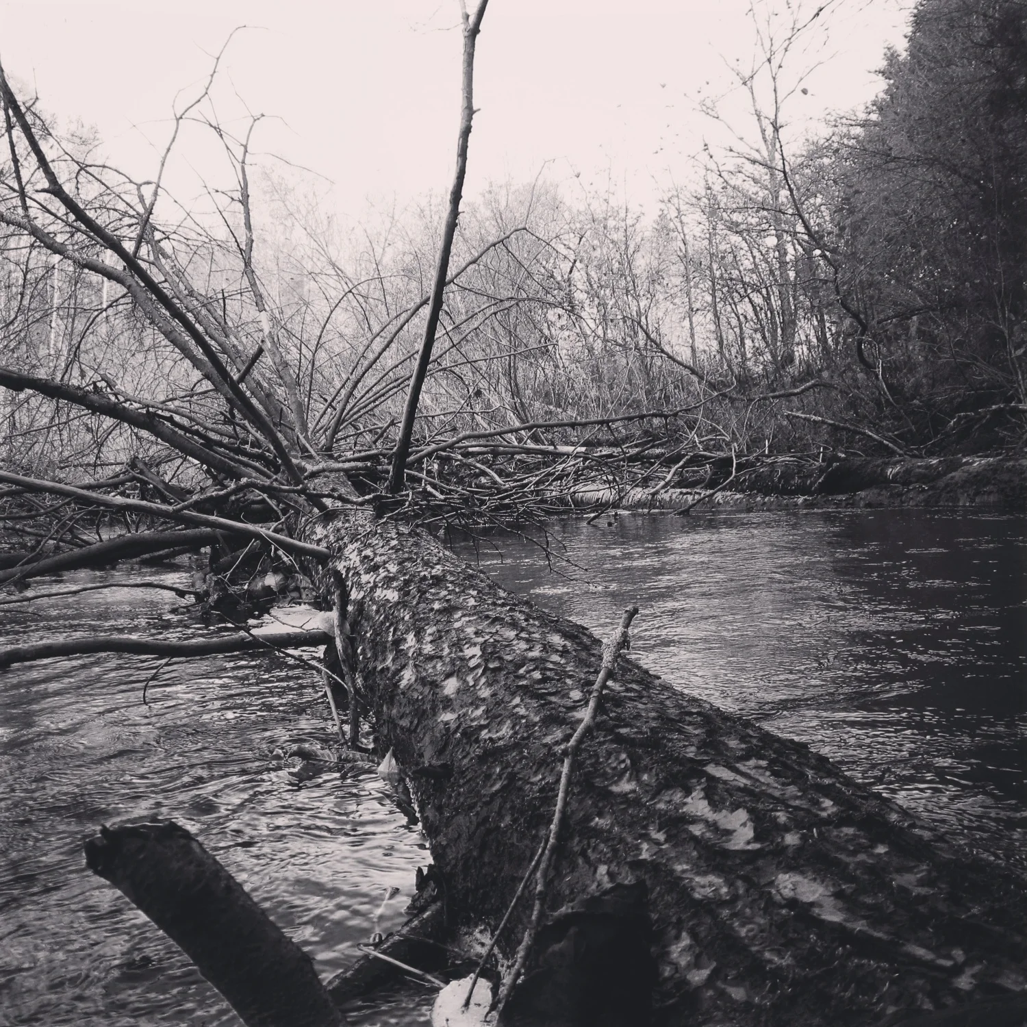 Downed Tree Strainer West Branch Mohawk River
