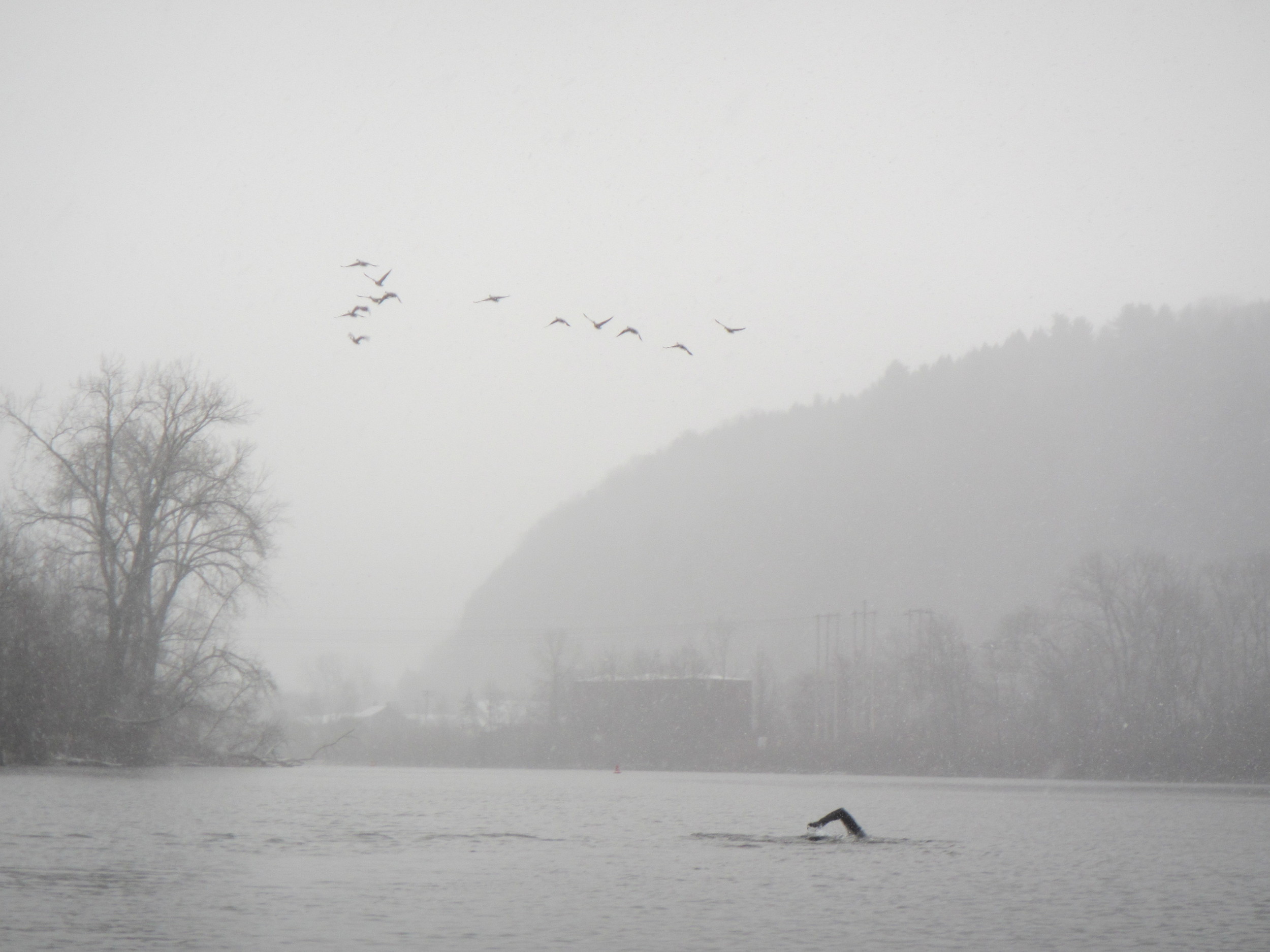 That's me, swimming into Little Falls, NY in a snowstorm, in 36 degree water. I love this river, and I will keep going until I swim its entire length.