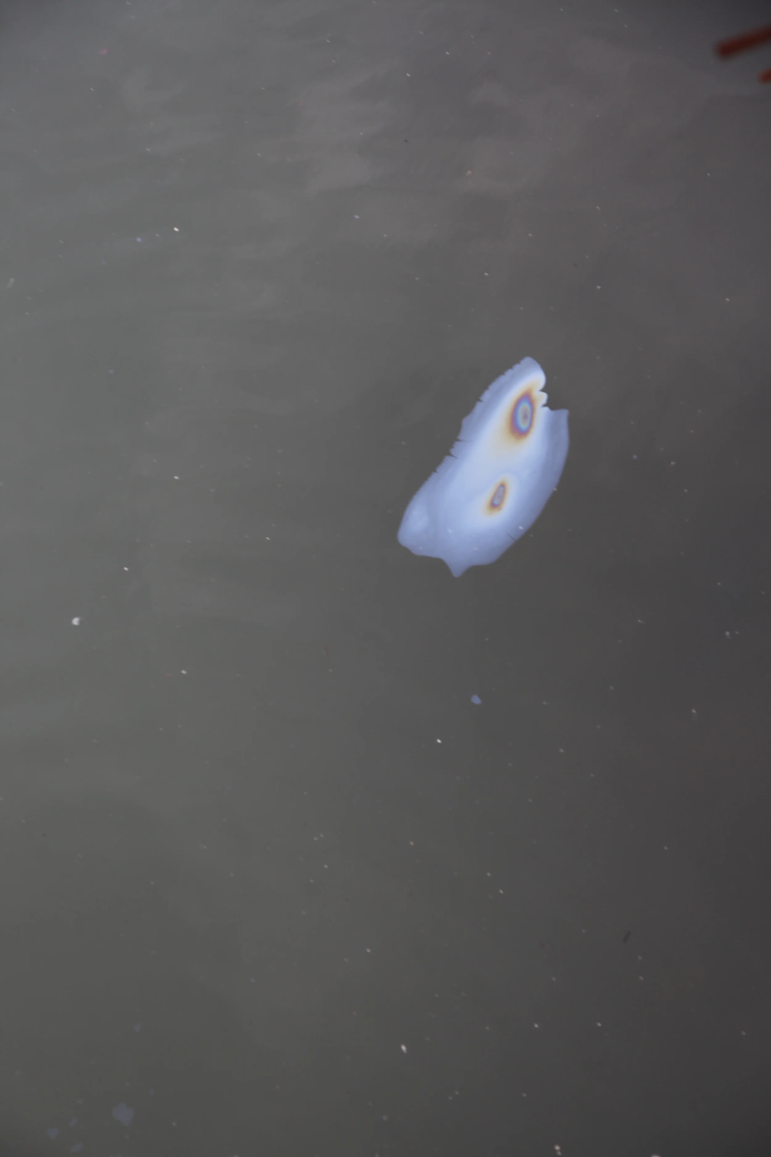 Gowanus Canal. Copyright 2015, Christopher Swain. All Rights Reserved.