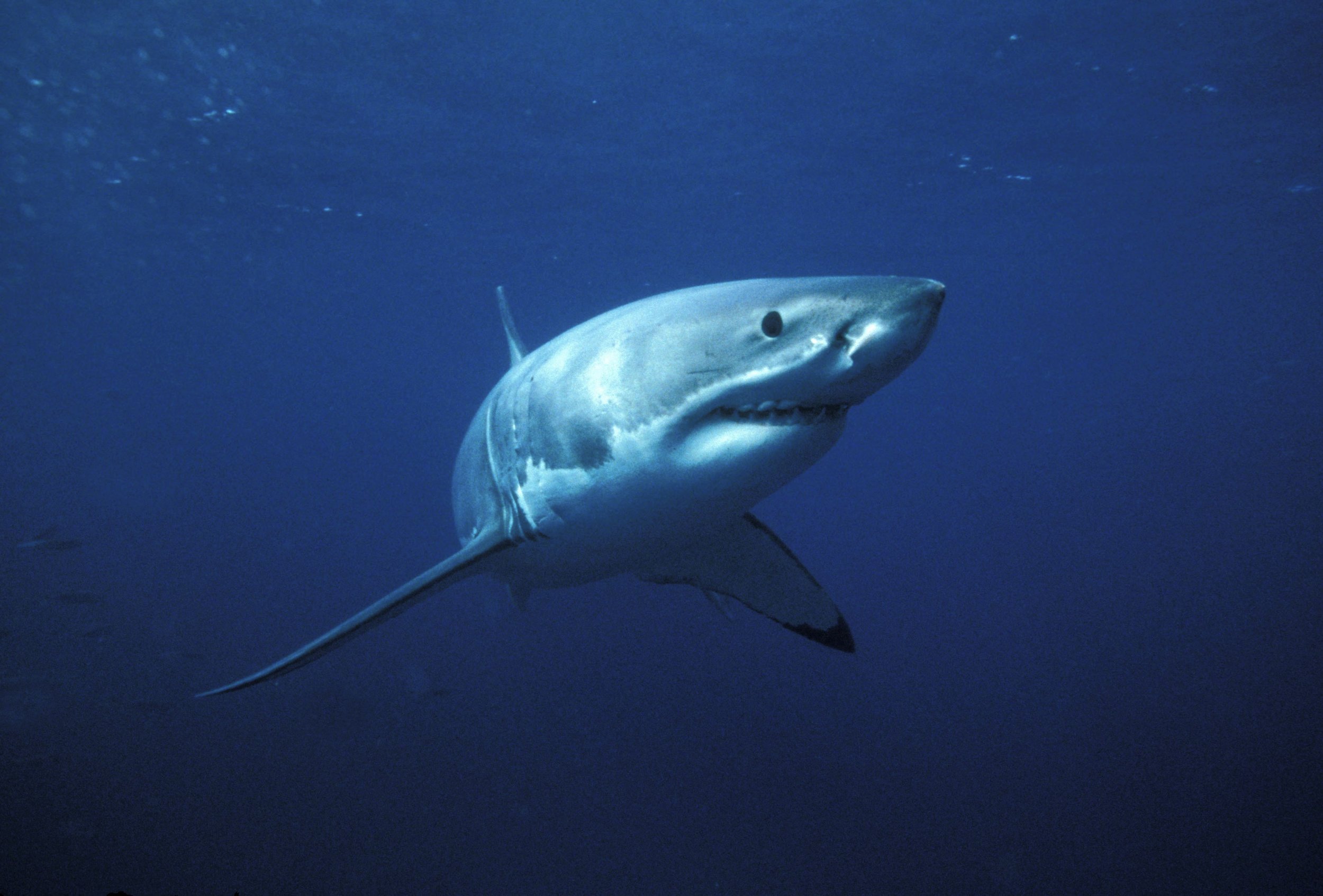 Great White Sharks swim away from their mothers the moment they are born. They spend almost their entire lives hunting alone.