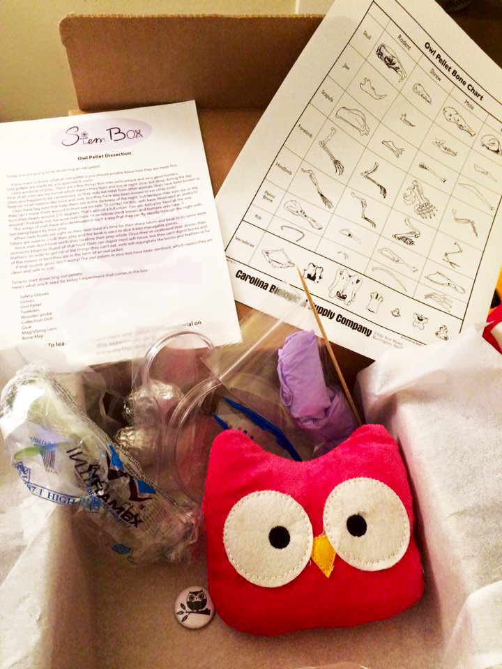 Owl pellet dissection box