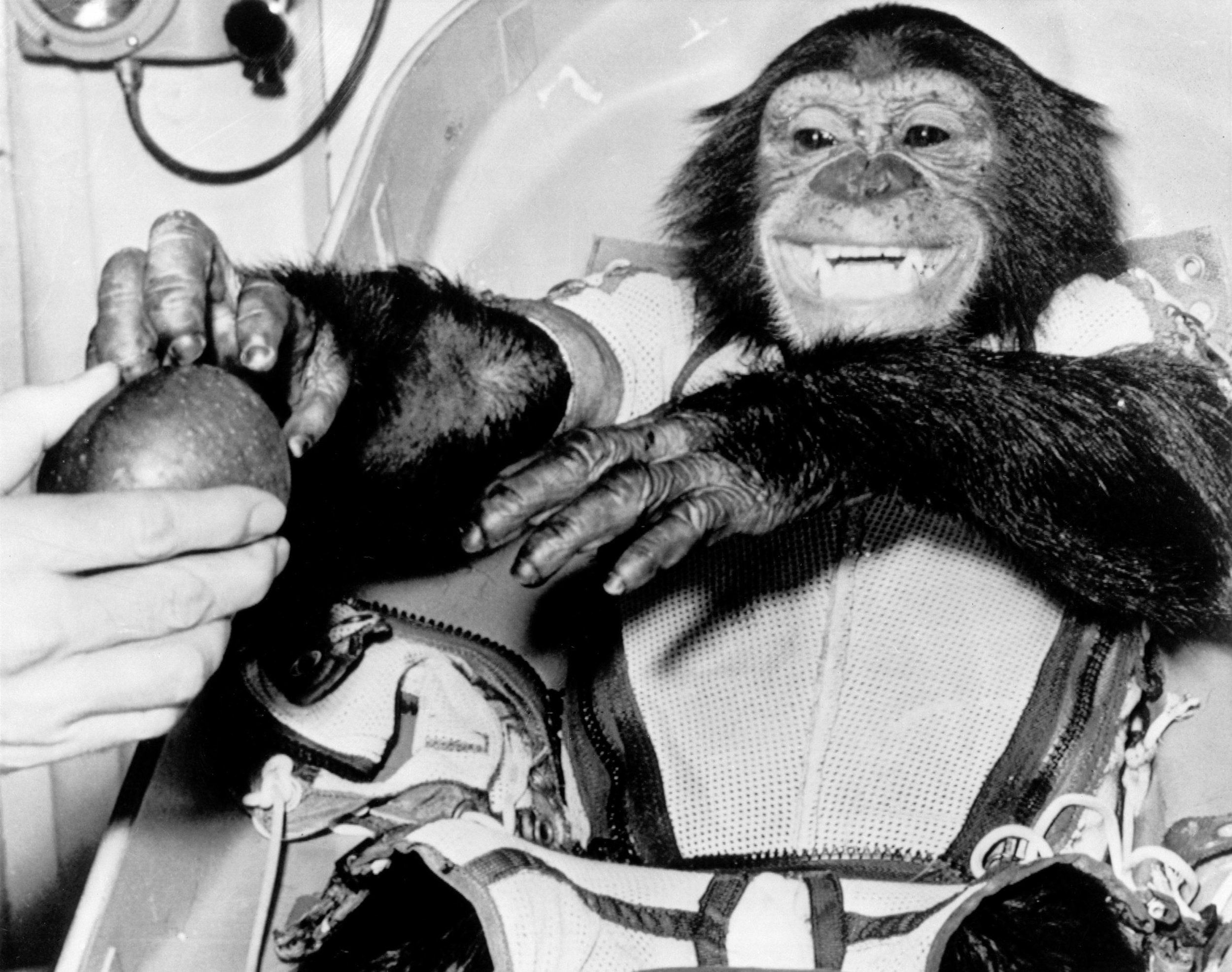 After they determined Ham was none the worse for his suborbital flight, they gave him his due: an apple and half an orange.
