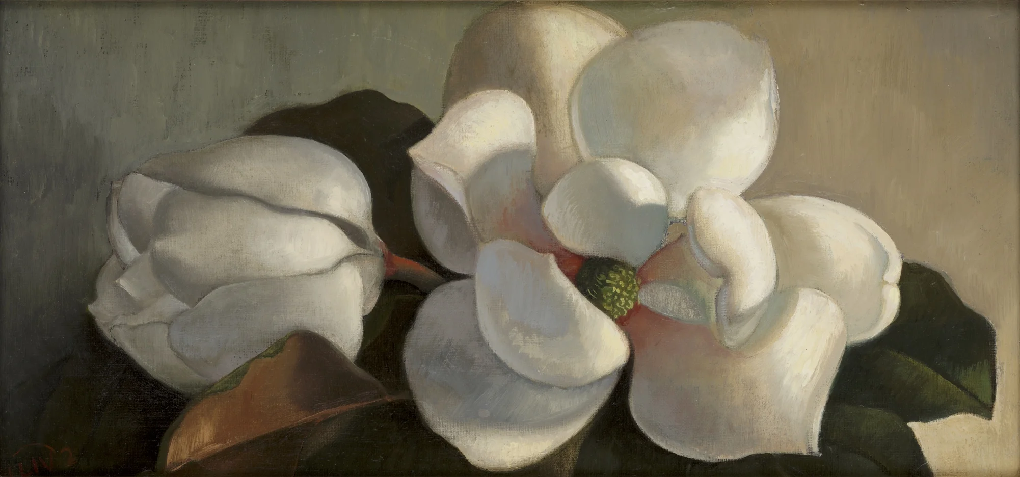 Magnolia 1.jpg