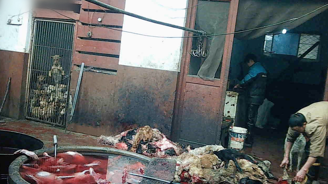 Yes, those are dogs waiting their turn to become leather and fur hides.