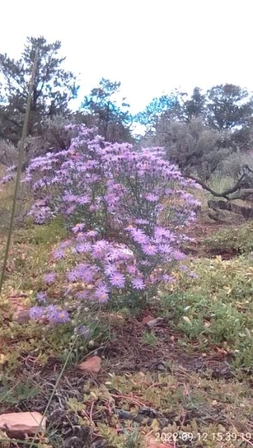 Pic flowers from Jennie.JPG