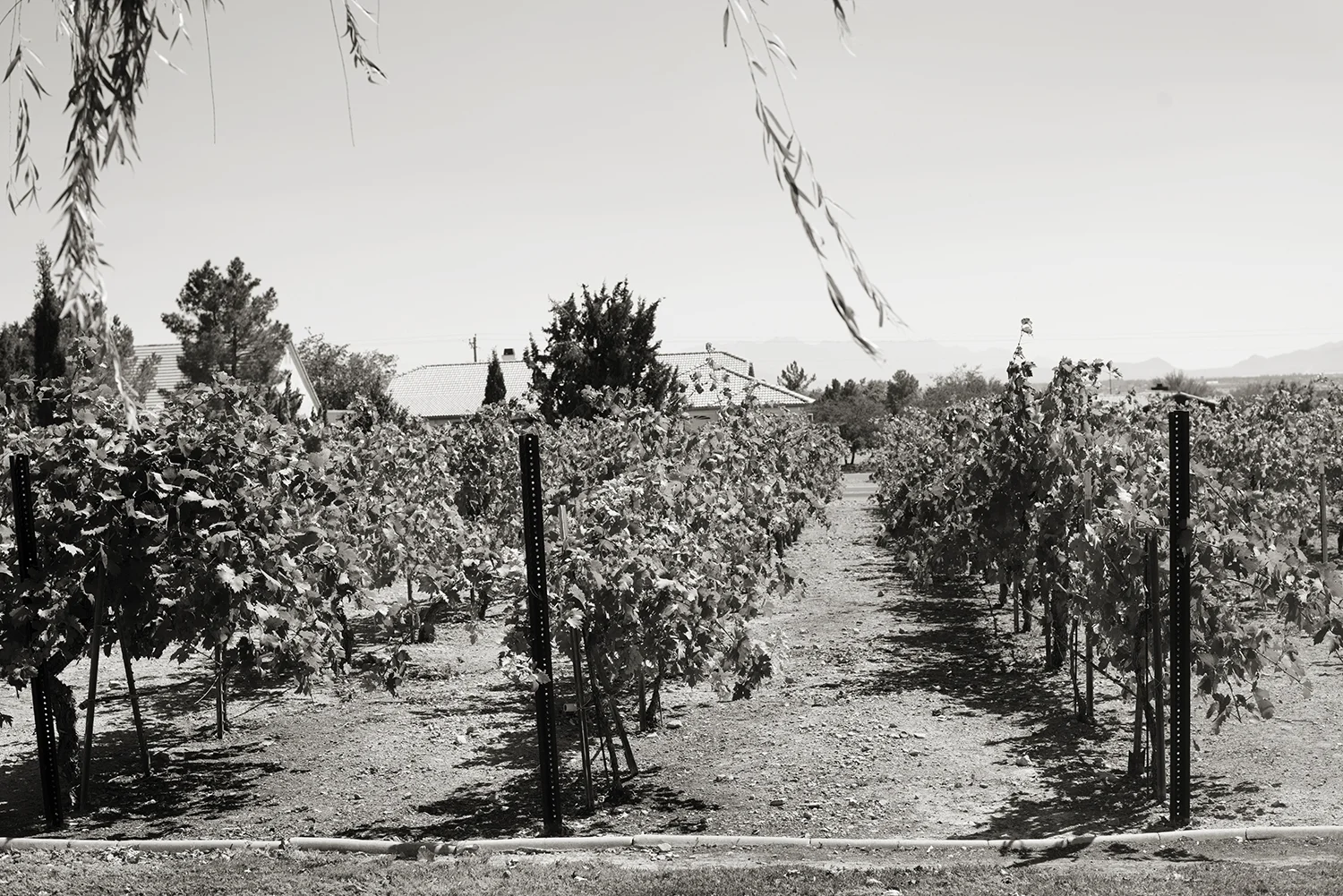 Pahrump011.jpg