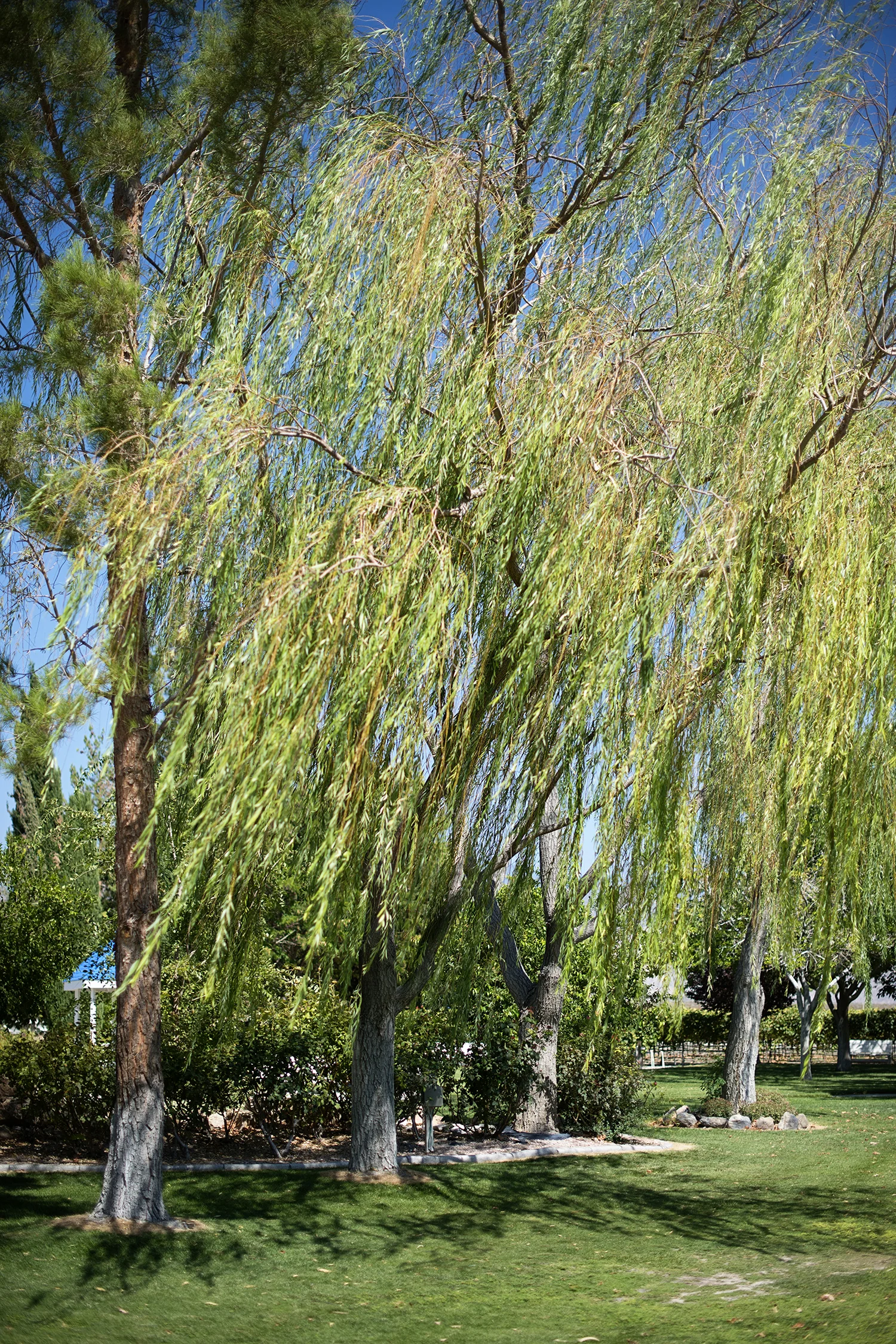 Pahrump013.jpg