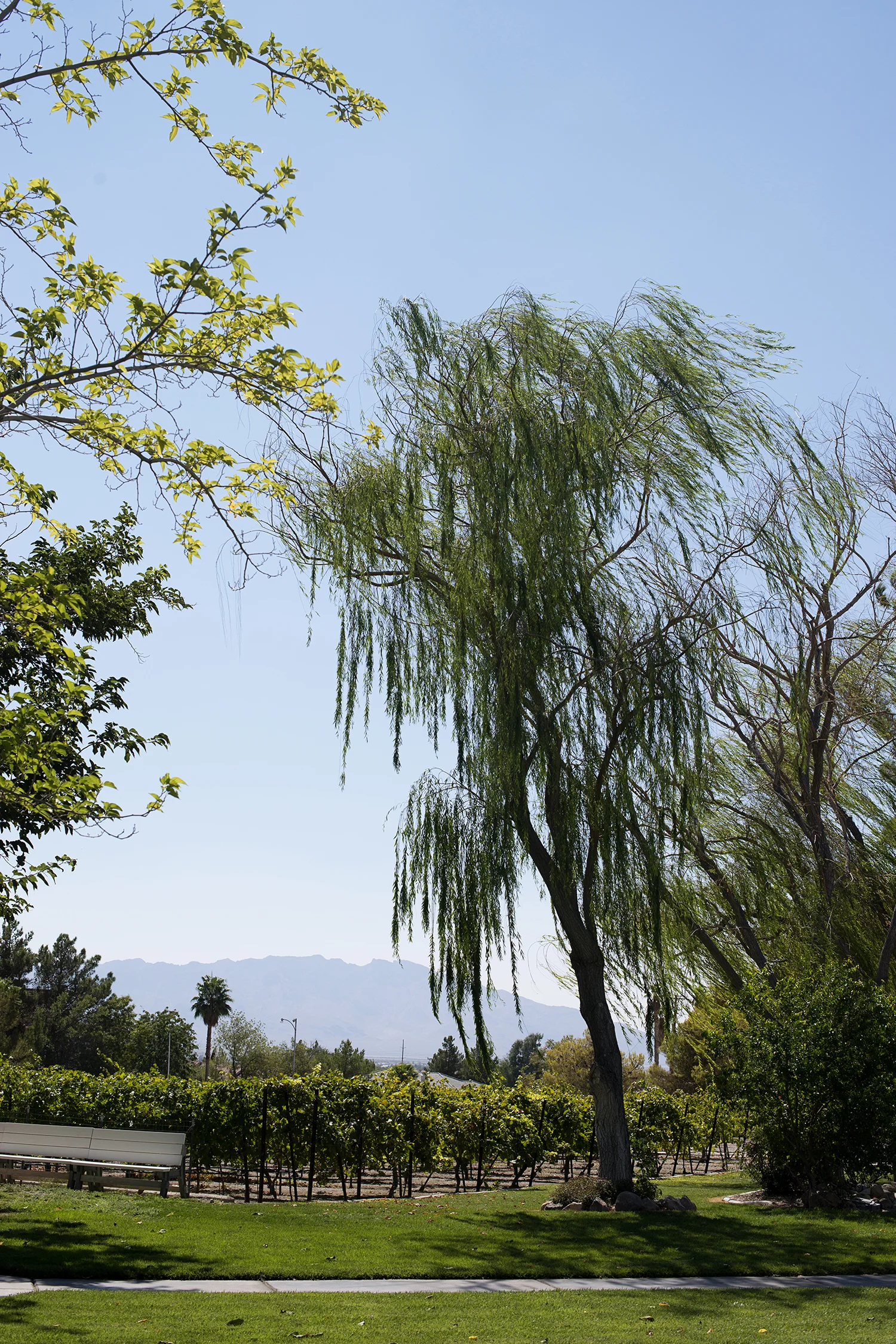 Pahrump019.jpg
