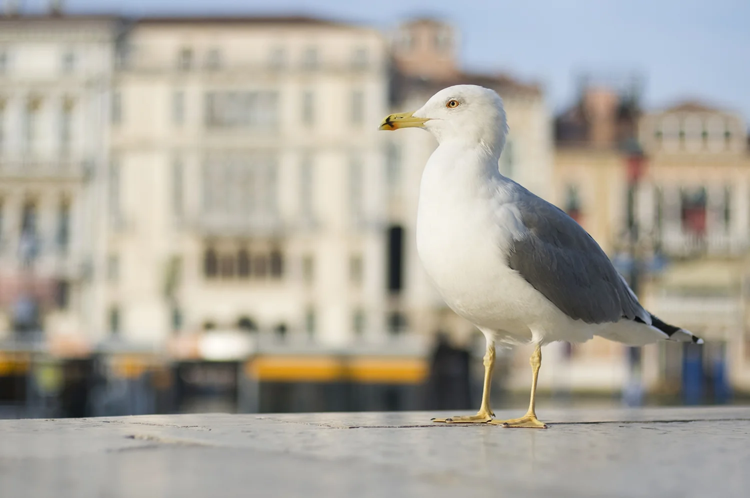 Venice018.jpg