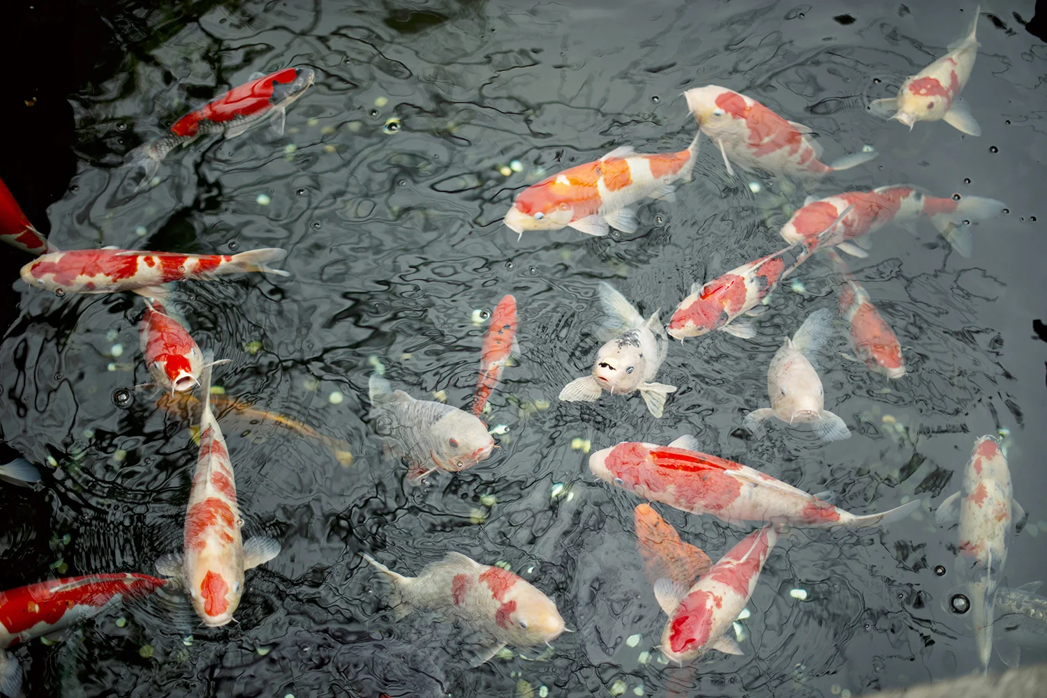 Japan001.jpg