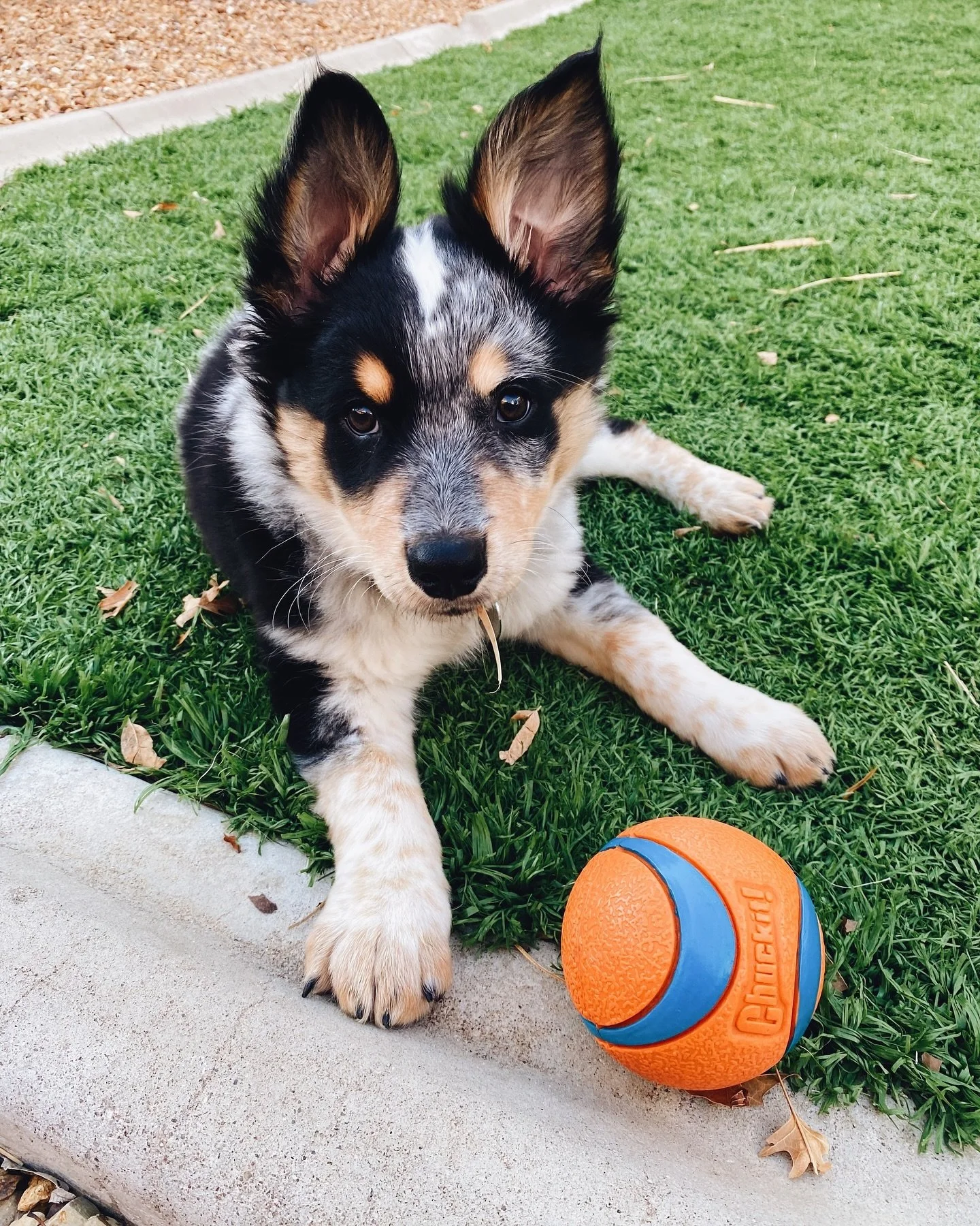 Losing our beloved dog last year was the worst, especially with all of the other life stuff we had going on. We weren&rsquo;t ready for a long time but after almost a year, we found the perfect little guy to join our family. 

Say hello to Leo! Yes, 