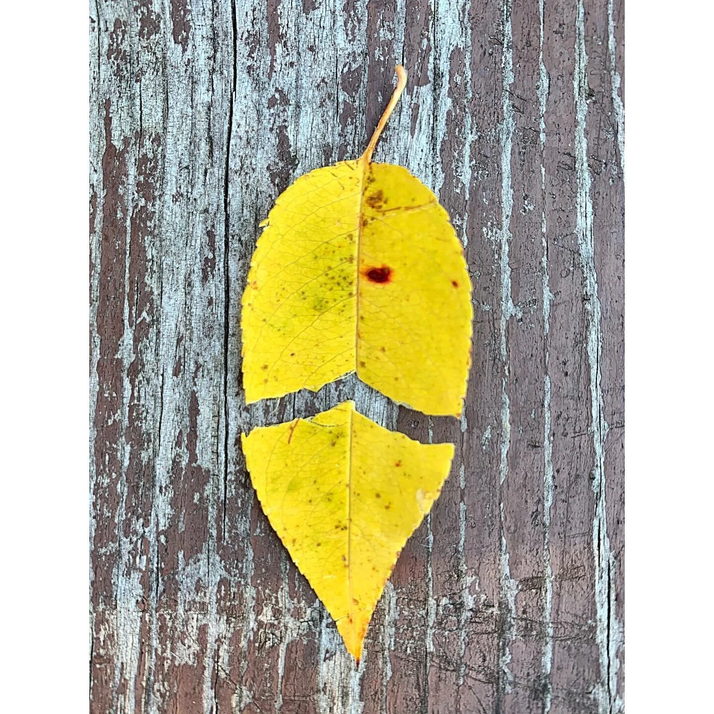 Ithaca 2020
.
.
.
.
#stilllife #photography #stilllifephotography #leaf #fall #nycfall #autumn #yellowleaf #balance