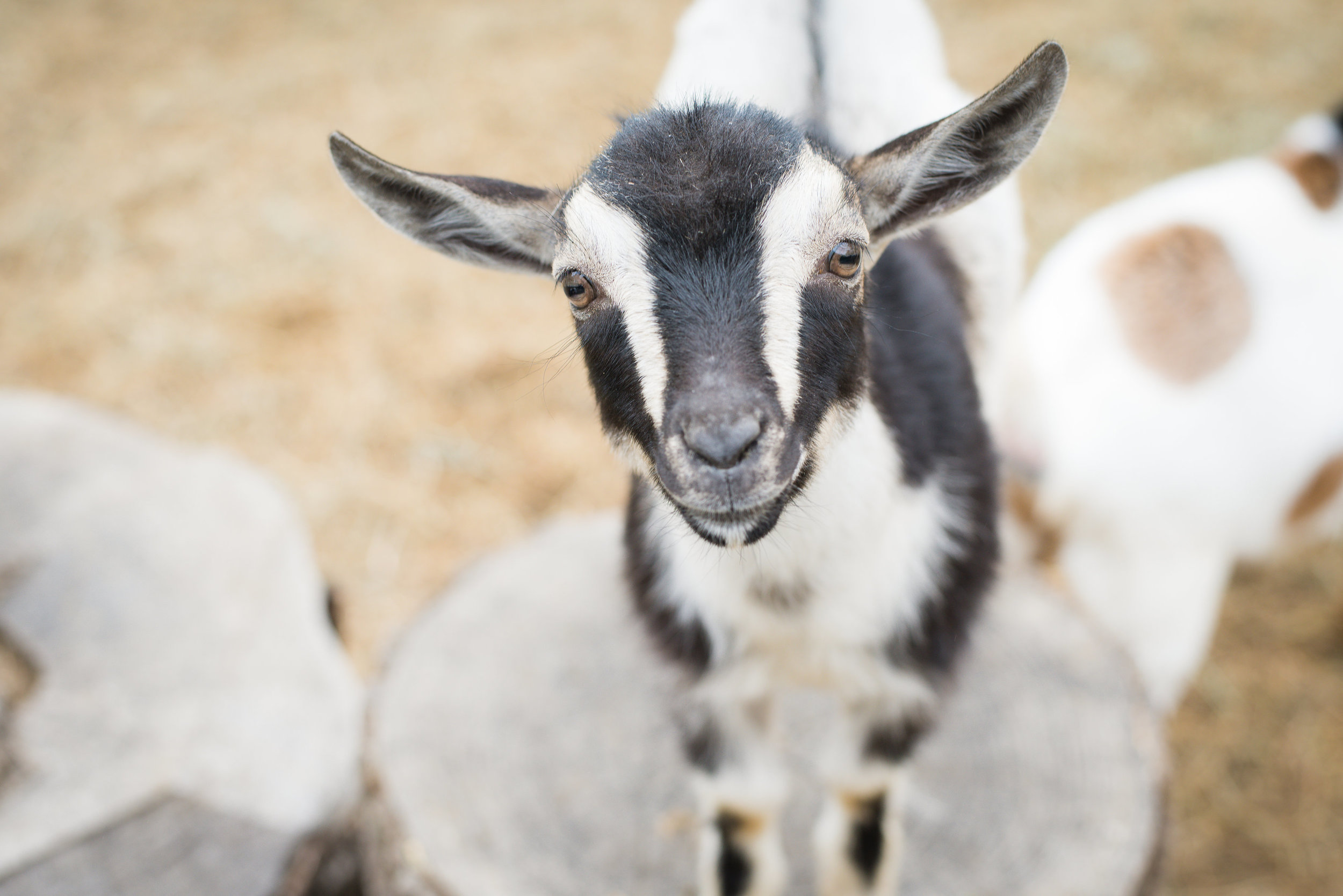 Is Goats Milk Right for You