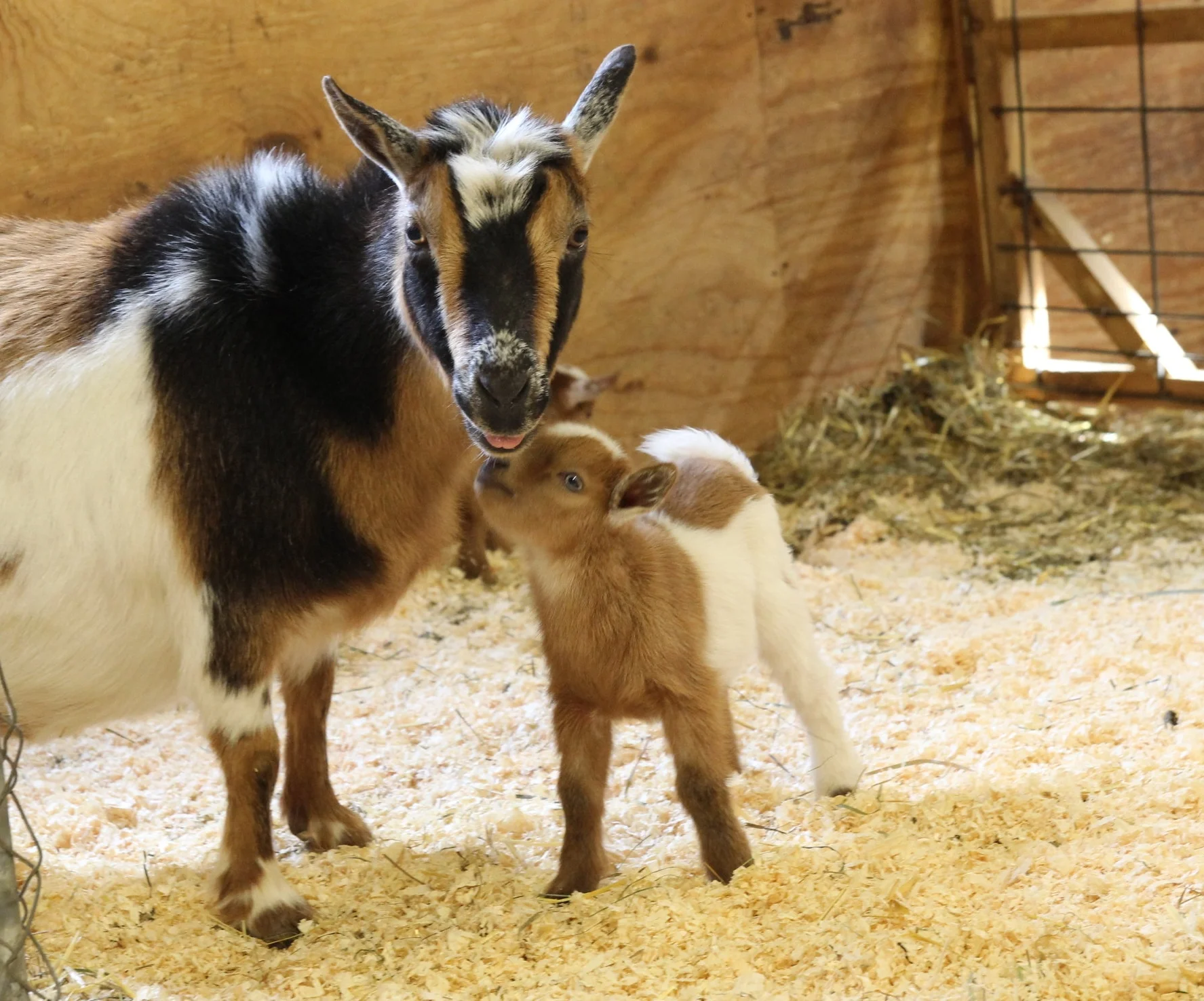 From Barn to Bar blog-benefits of goat milk soap— Sparrow Soaps - Handmade  Goat Milk Soap Sparrow Soaps | Goat Milk Soap