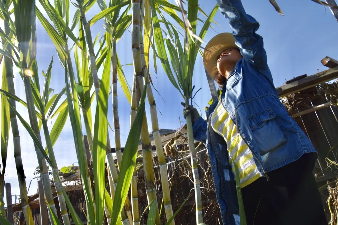 this-sugarcane.jpg
