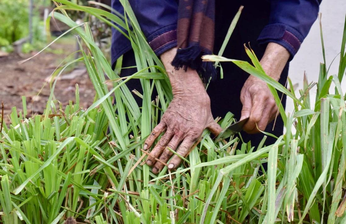 thisthis-gardenhands.jpg