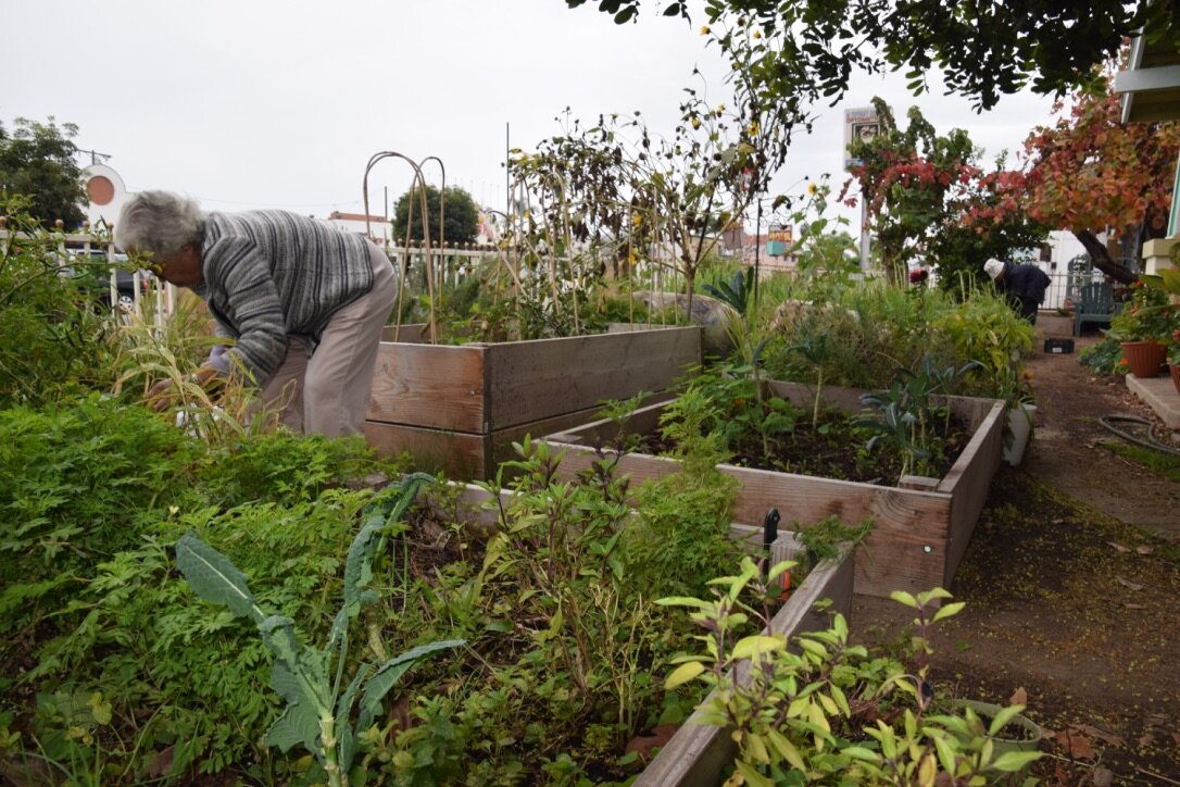 this-garden.jpg