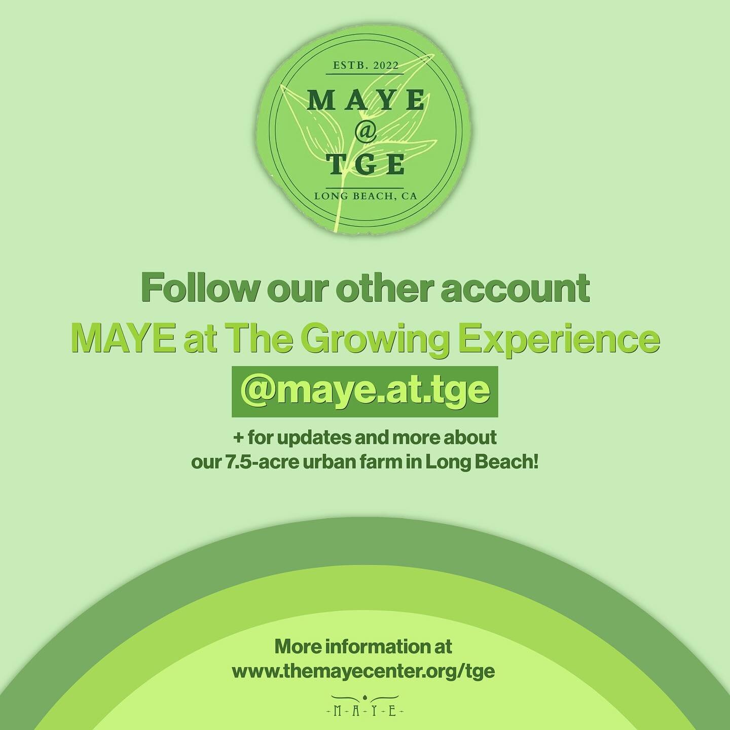 🧑&zwj;🌾 Follow our other account (@maye.at.tge) for updates and more about our 7.5-acre urban farm in Long Beach!

🌾 MAYE at The Growing Experience.

🧑&zwj;🌾 More information at www.themayecenter.org/tge