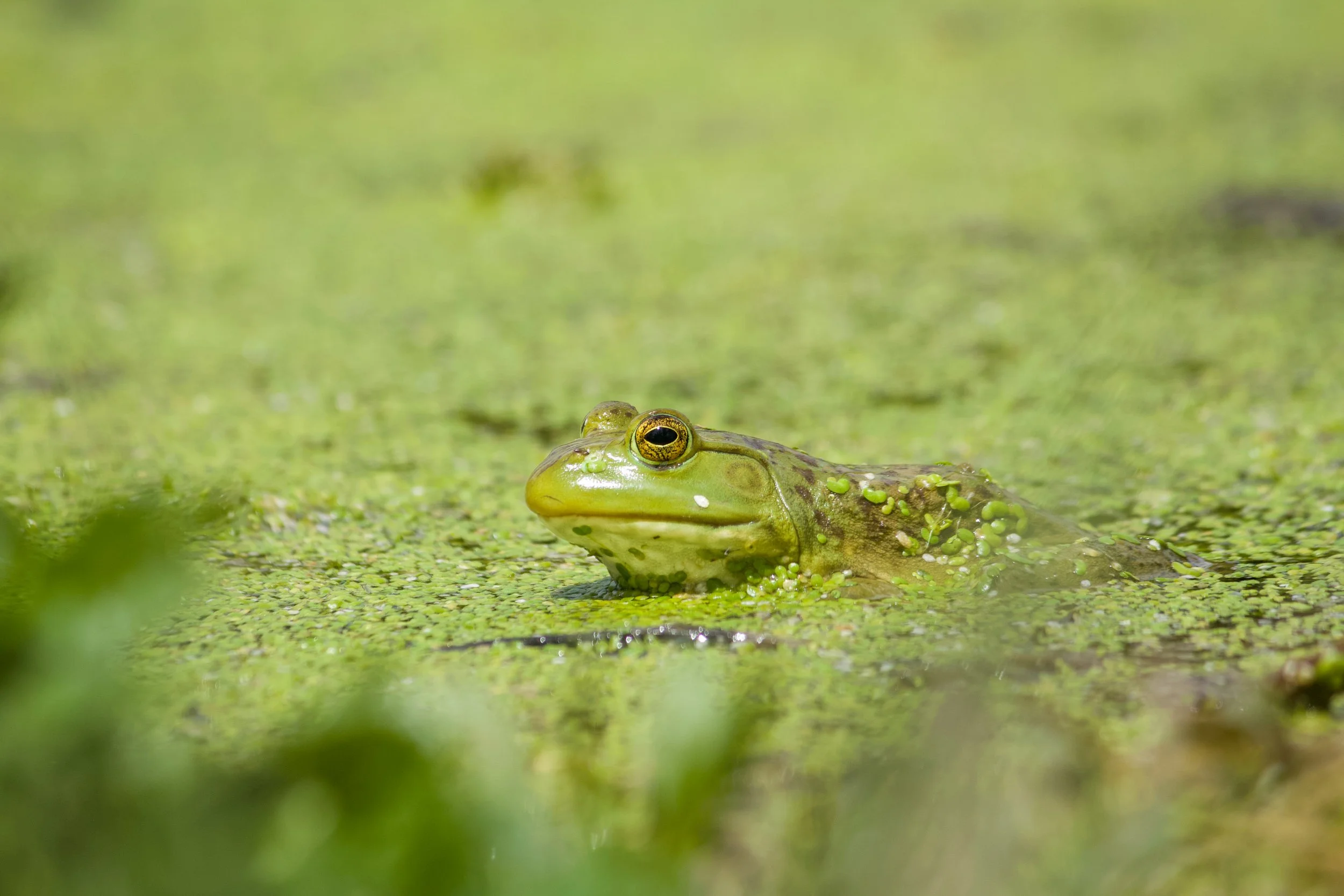 IMG_5004.jpg