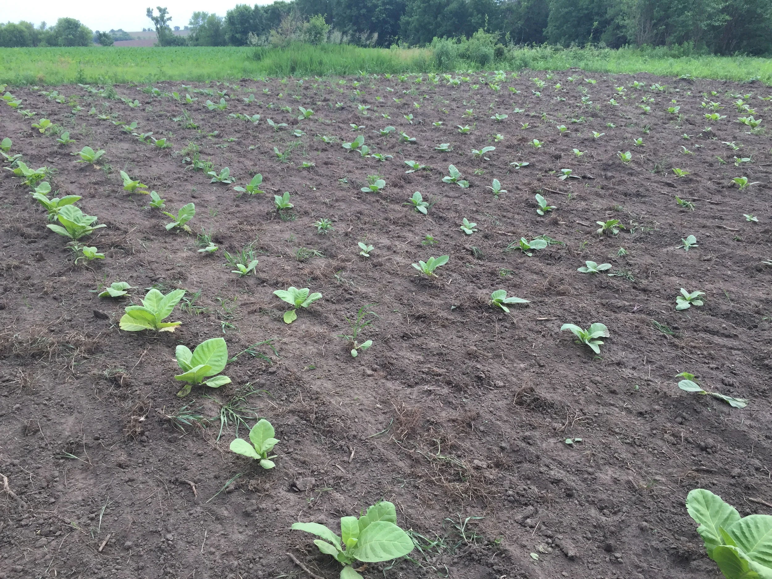 Hand weeded and planted 2016 whole leaf tobacco. 