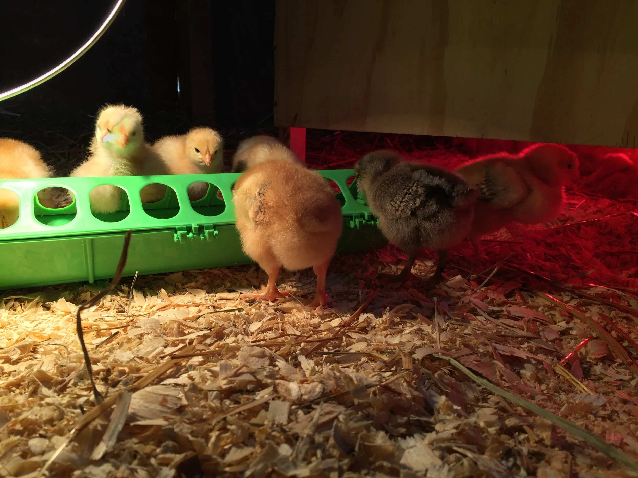 Red Ranger one week old.