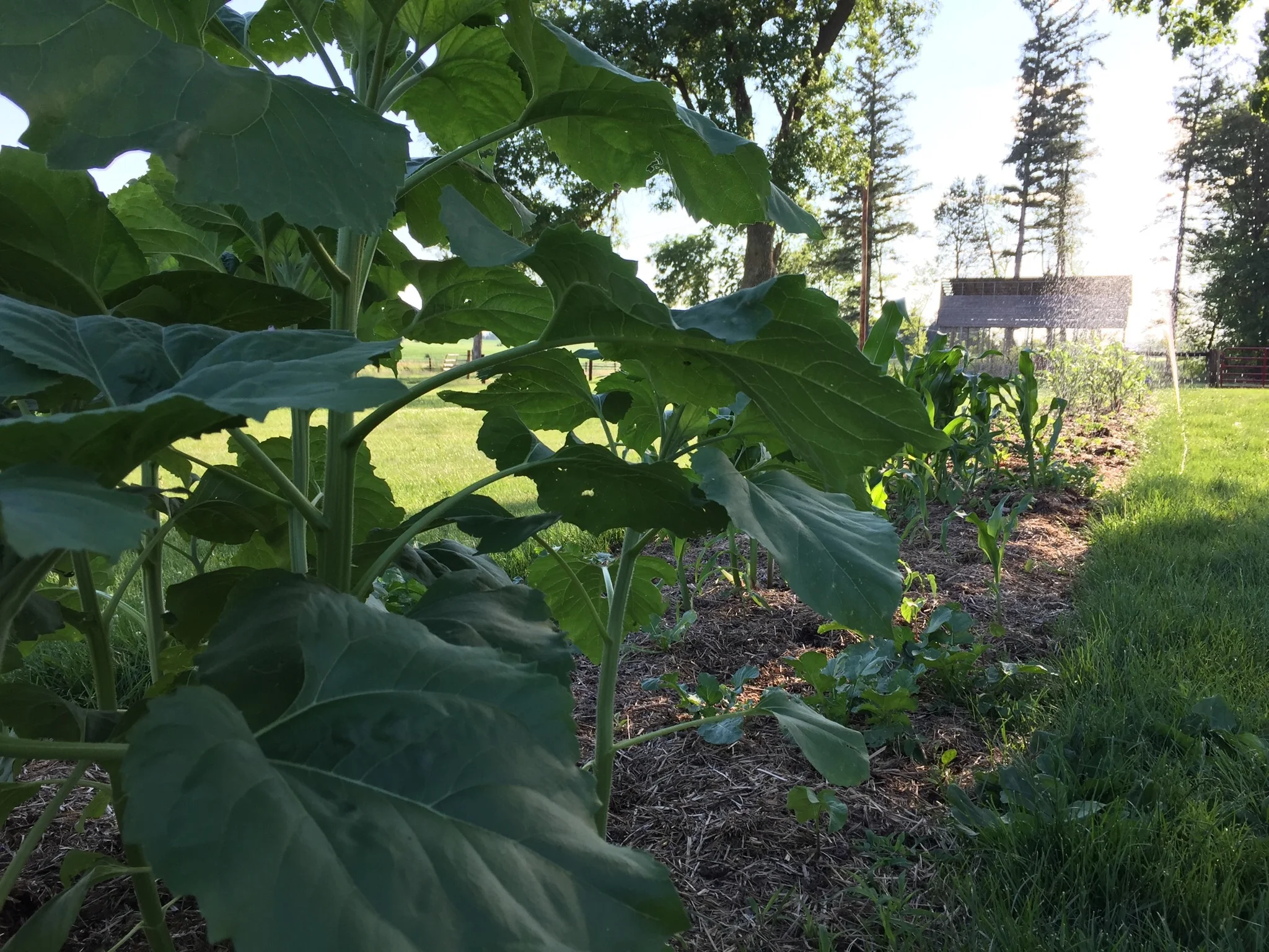 Long layered mulch garden.