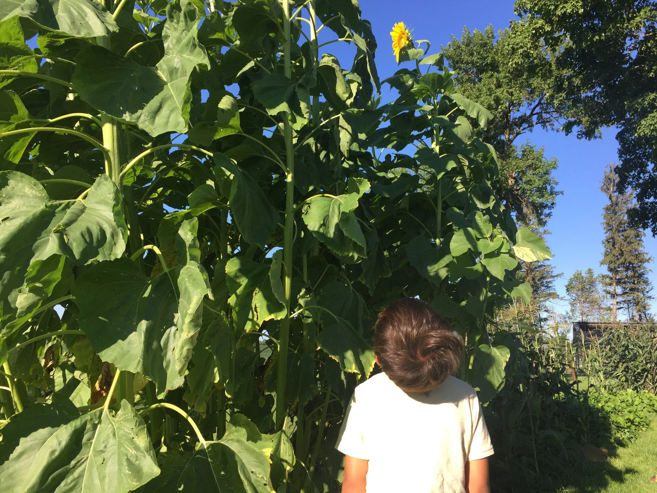 Bently looking up at his first sunflower.