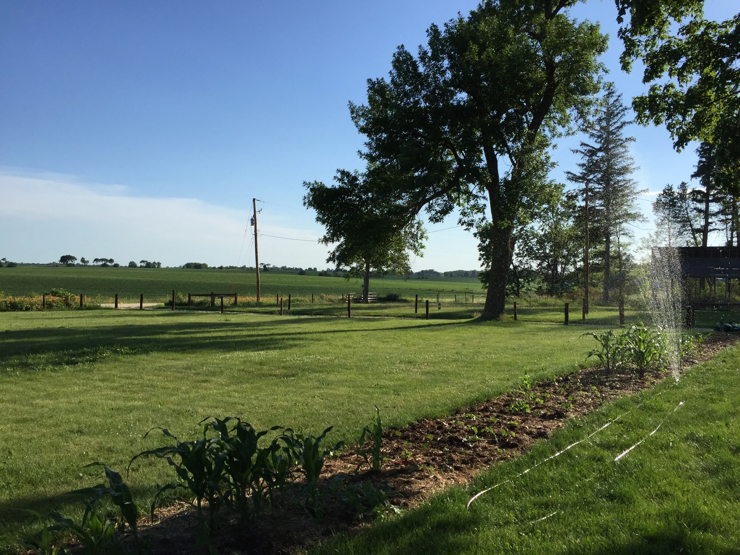 Spring 2016 corn and beans growing in mulched layered garden.