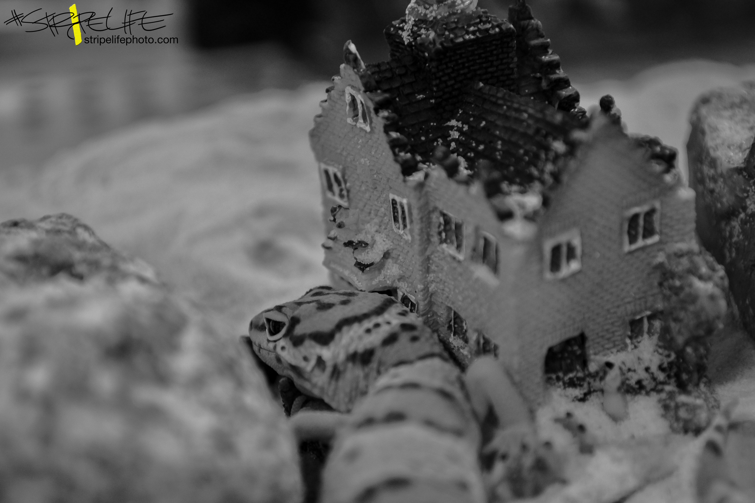 DSC_0592.jpg