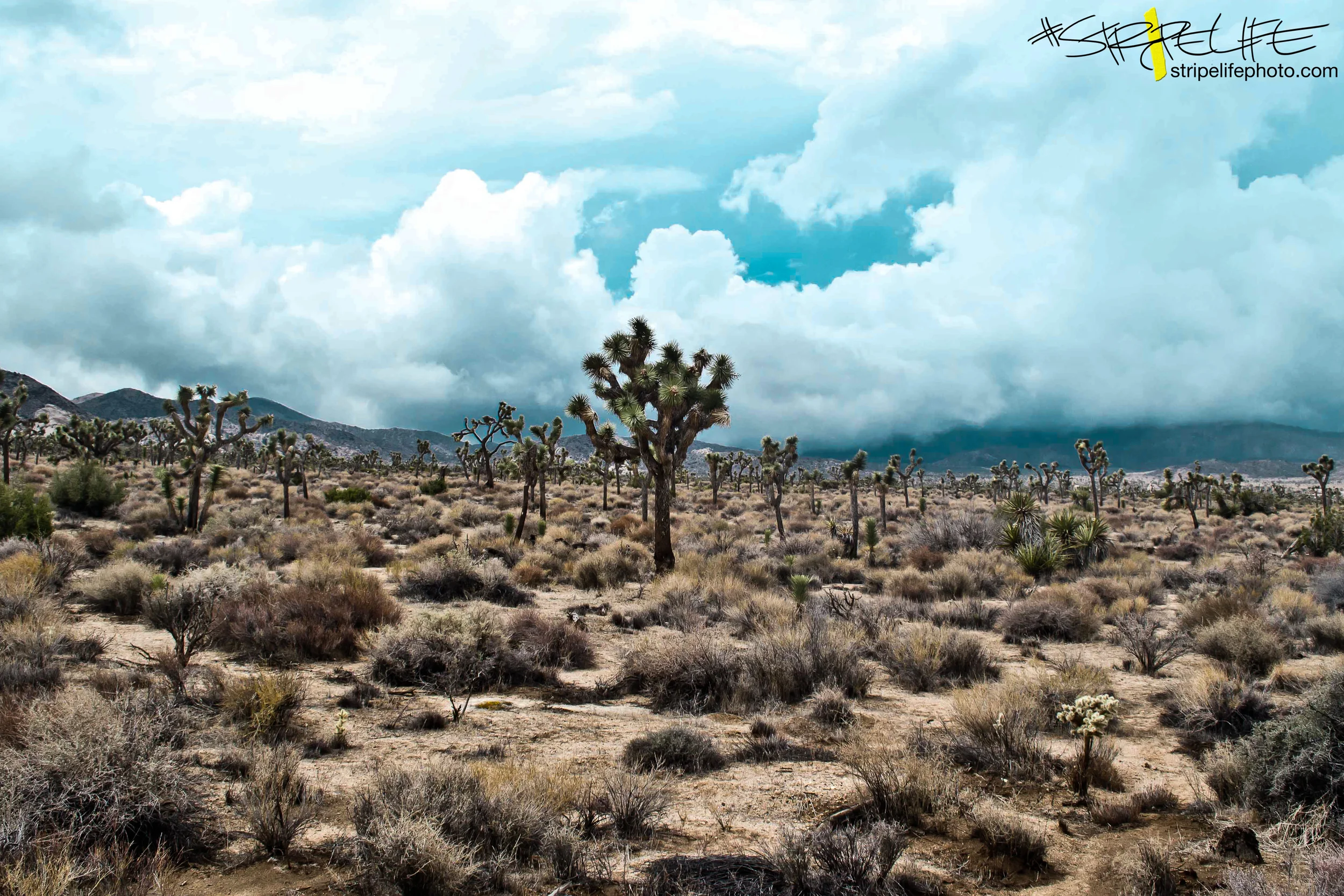 Dandys Birthday In Joshua Tree (270 of 272).jpg