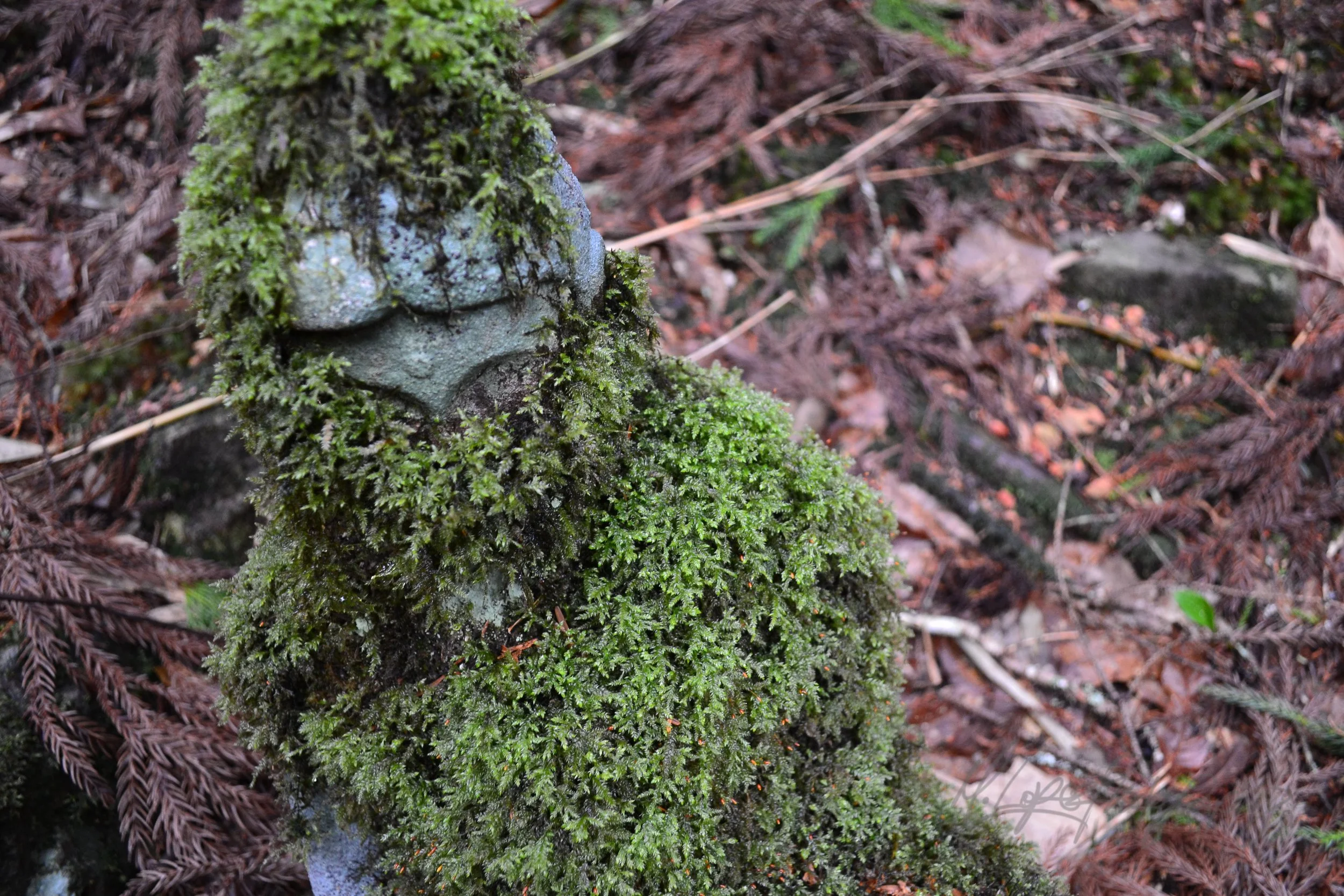 DSC_0932.jpg