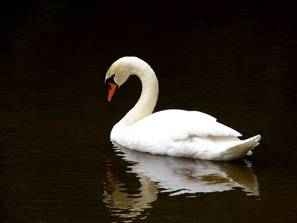 swan-on-black-lake.jpg